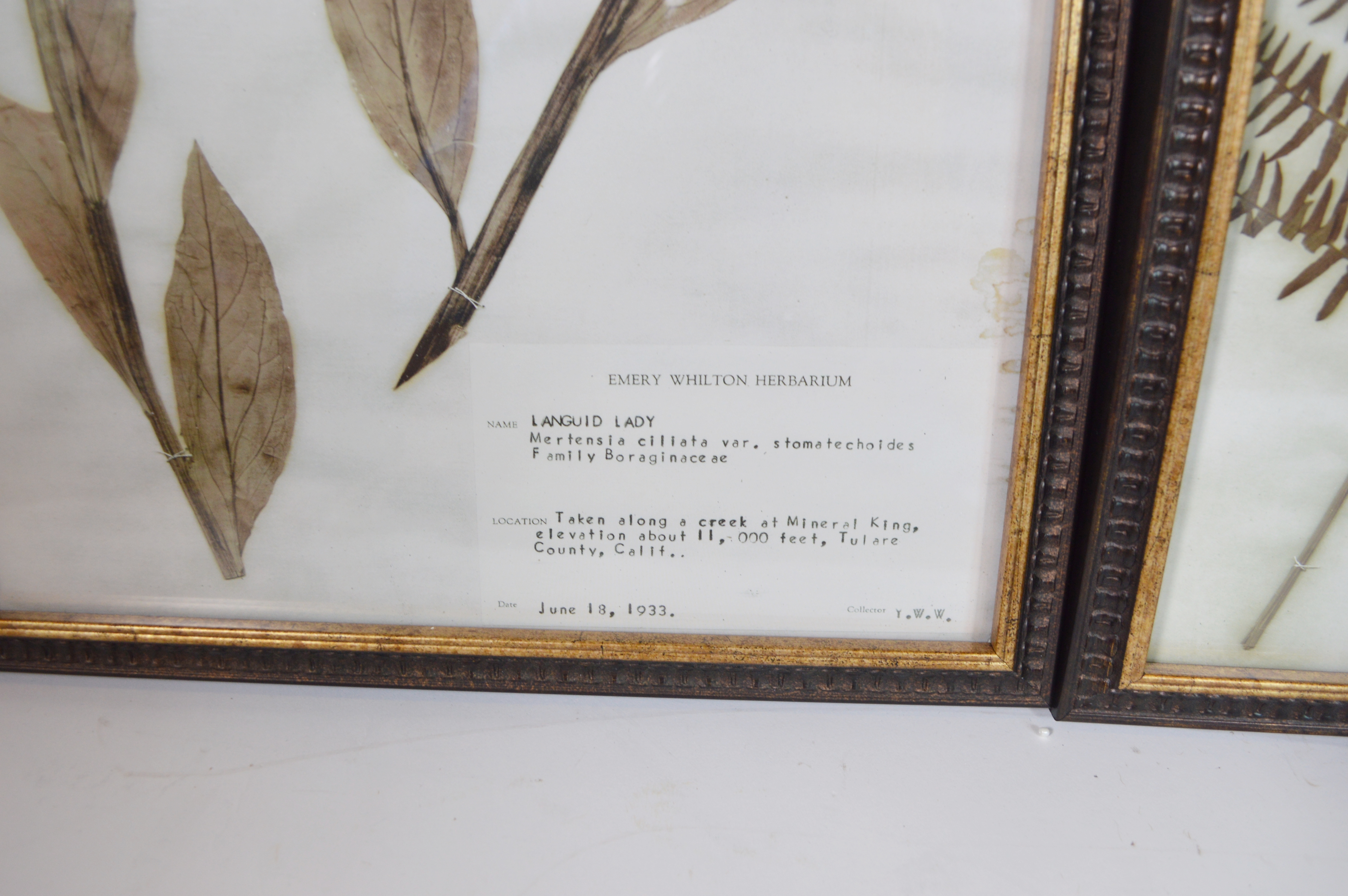Offset Lithographs After the Emery Whilton Herbarium