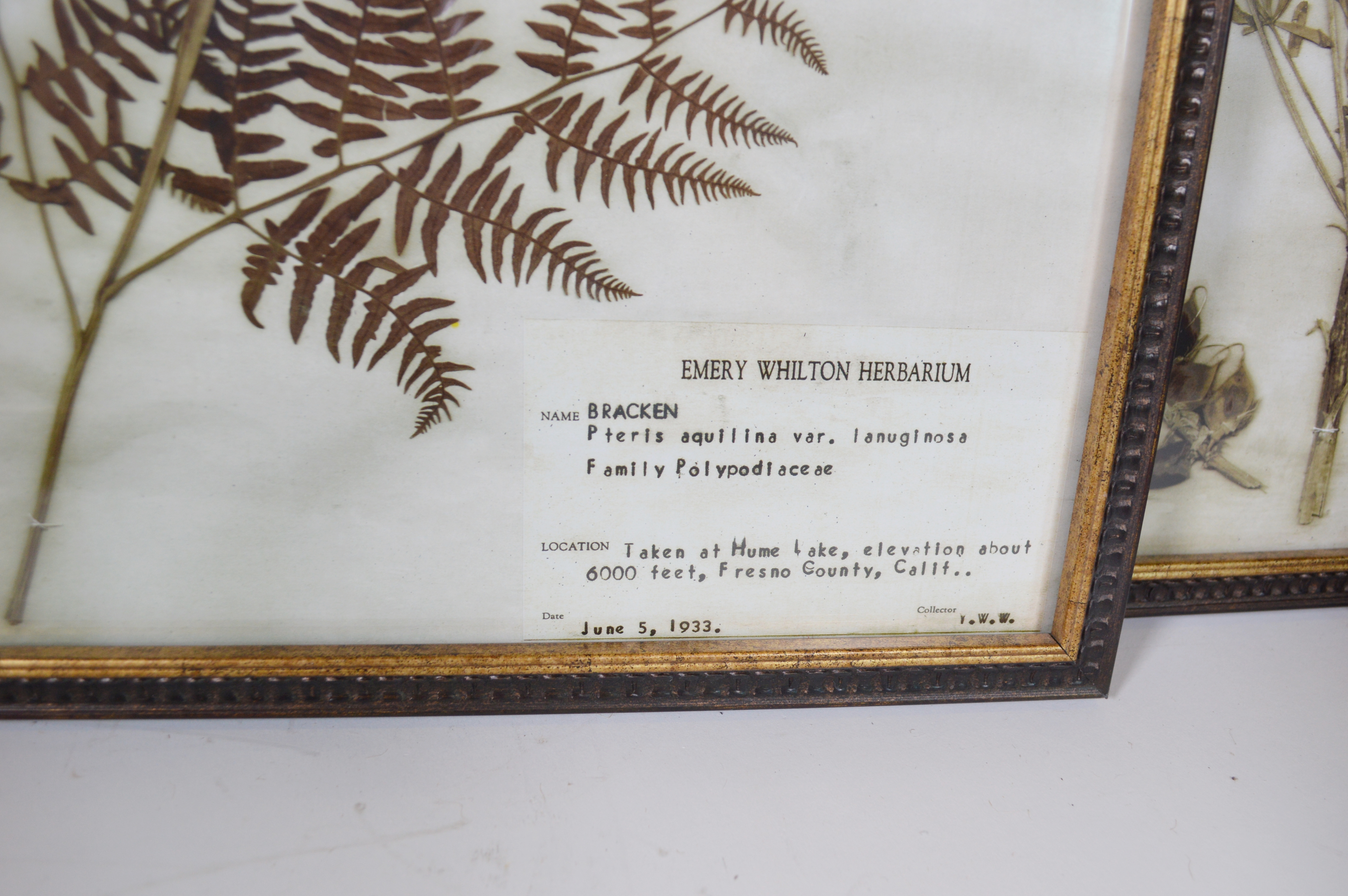 Offset Lithographs After the Emery Whilton Herbarium