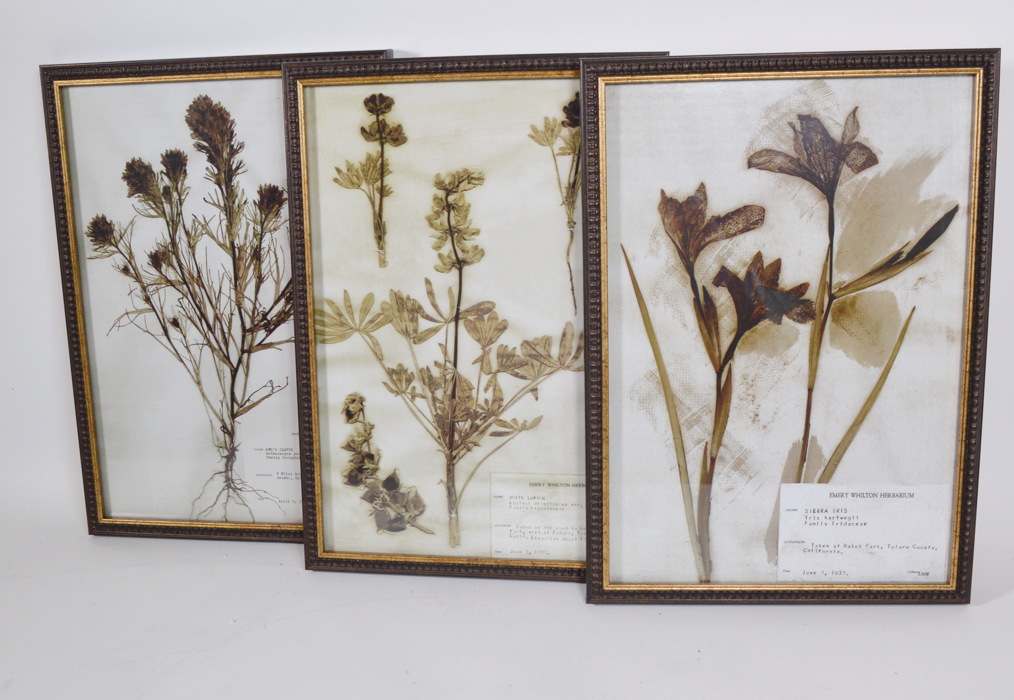 Offset Lithographs After the Emery Whilton Herbarium