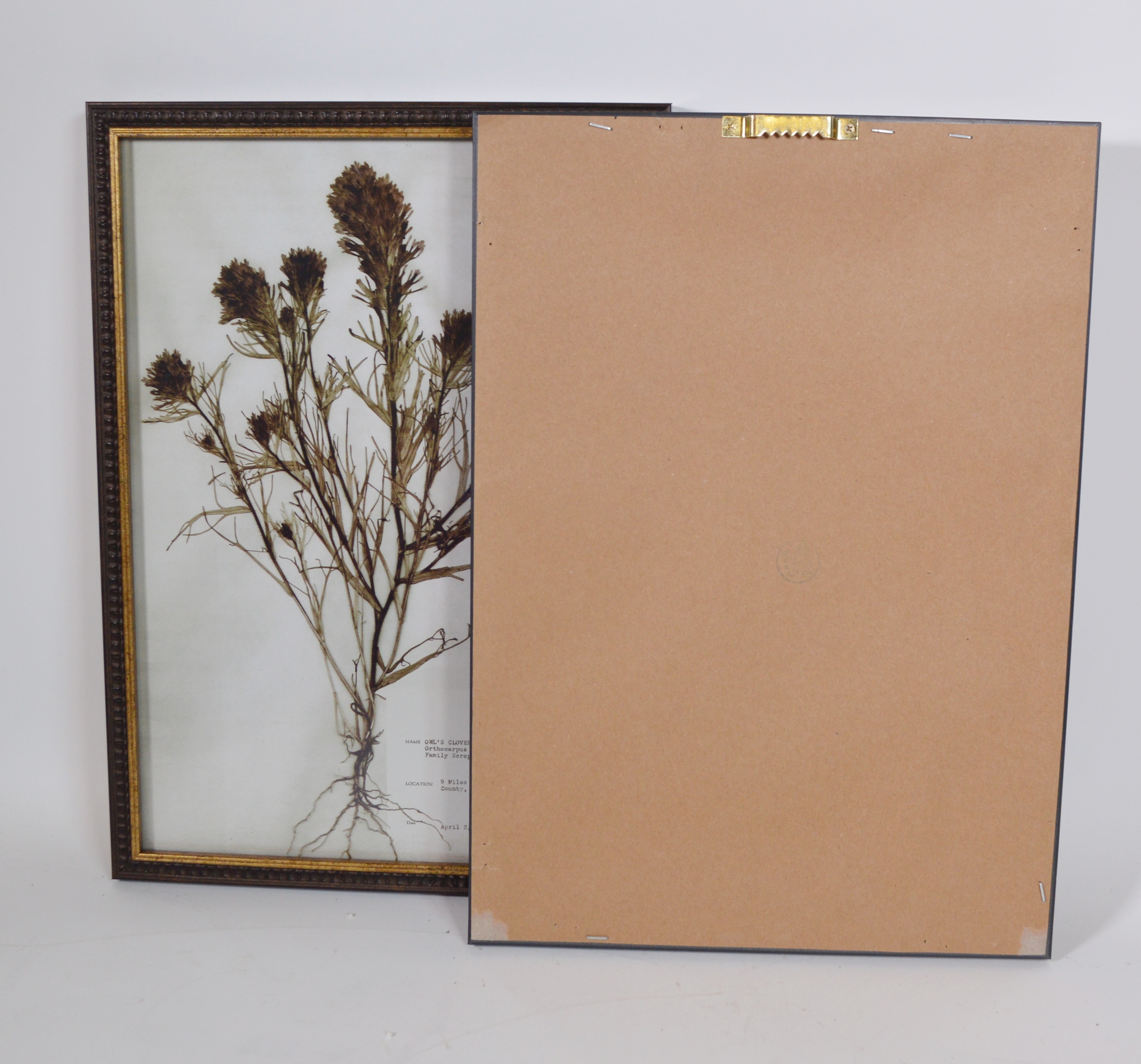 Offset Lithographs After the Emery Whilton Herbarium