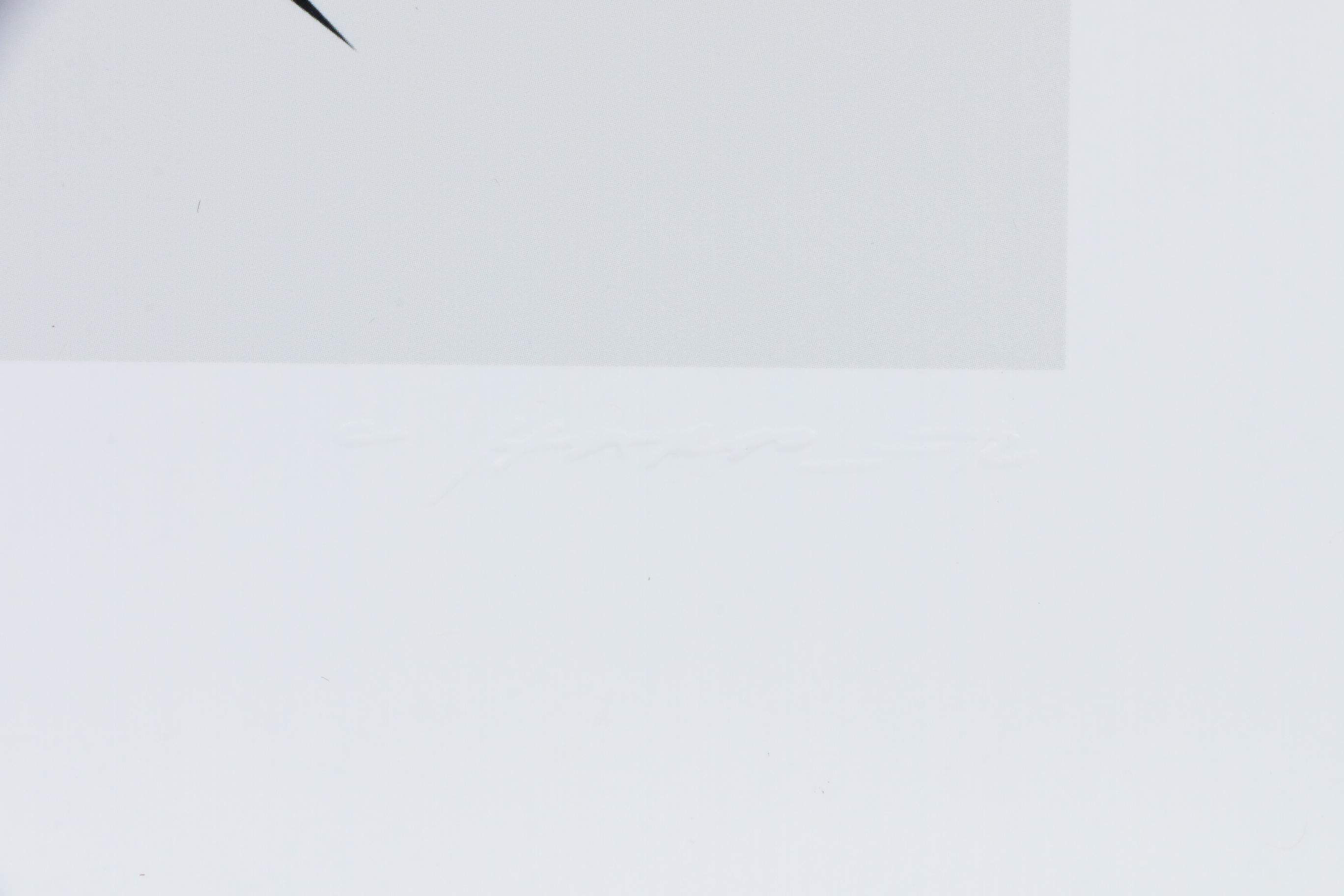 Offset Lithograph After Charley Harper "Rainforest Birds"