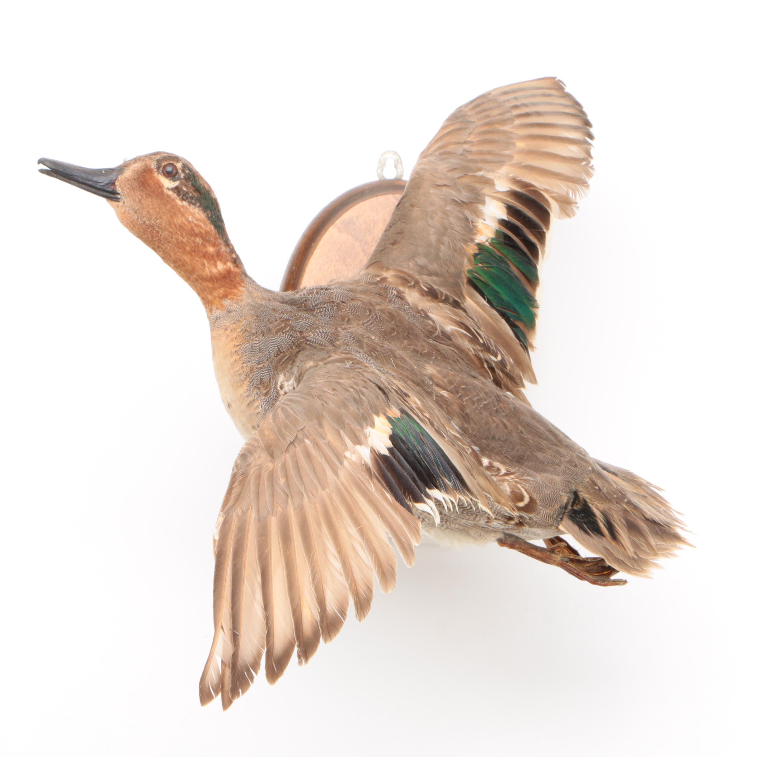 Female Mallard Duck Full Body Taxidermy Mount