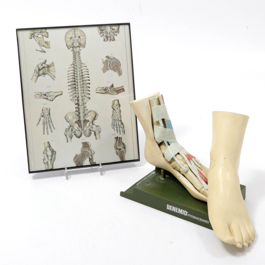 Benemid Pharmaceutical Advertising Anatomical Foot Model and Print