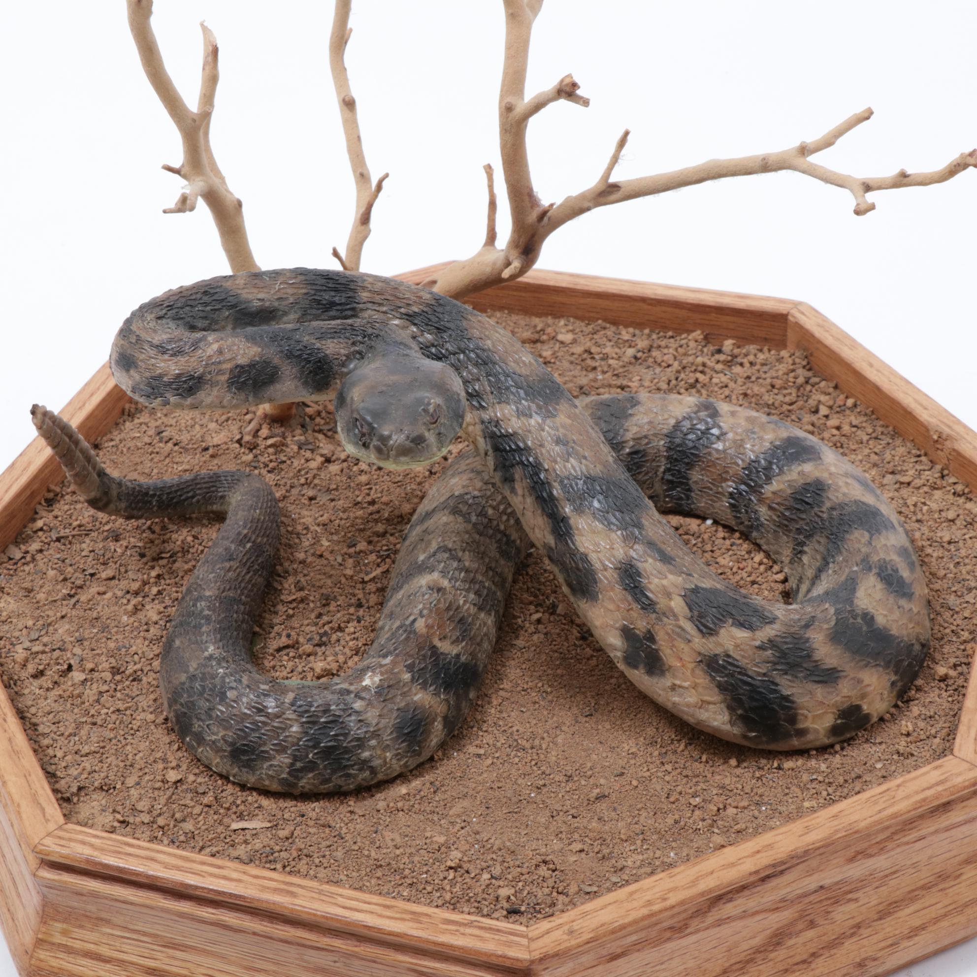 Rattlesnake Full Body Taxidermy Mount in Habitat Scene