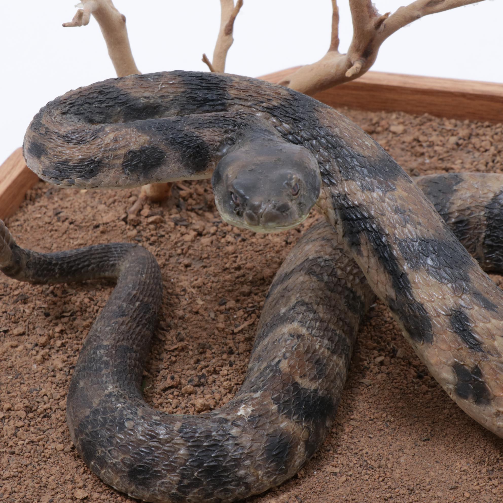 Rattlesnake Full Body Taxidermy Mount in Habitat Scene