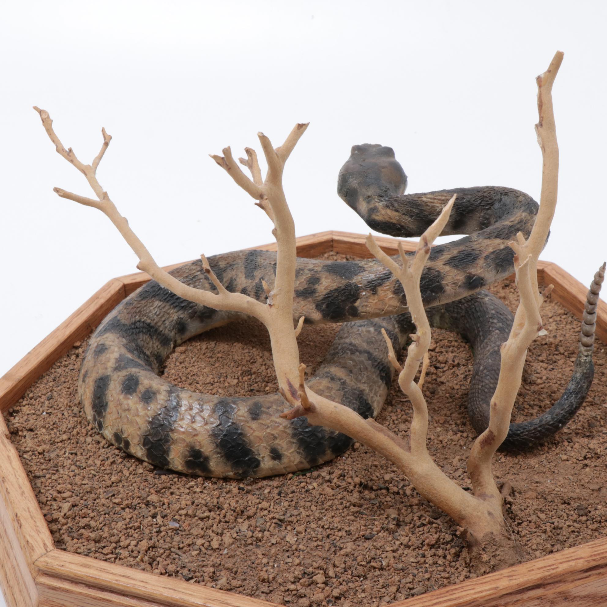 Rattlesnake Full Body Taxidermy Mount in Habitat Scene
