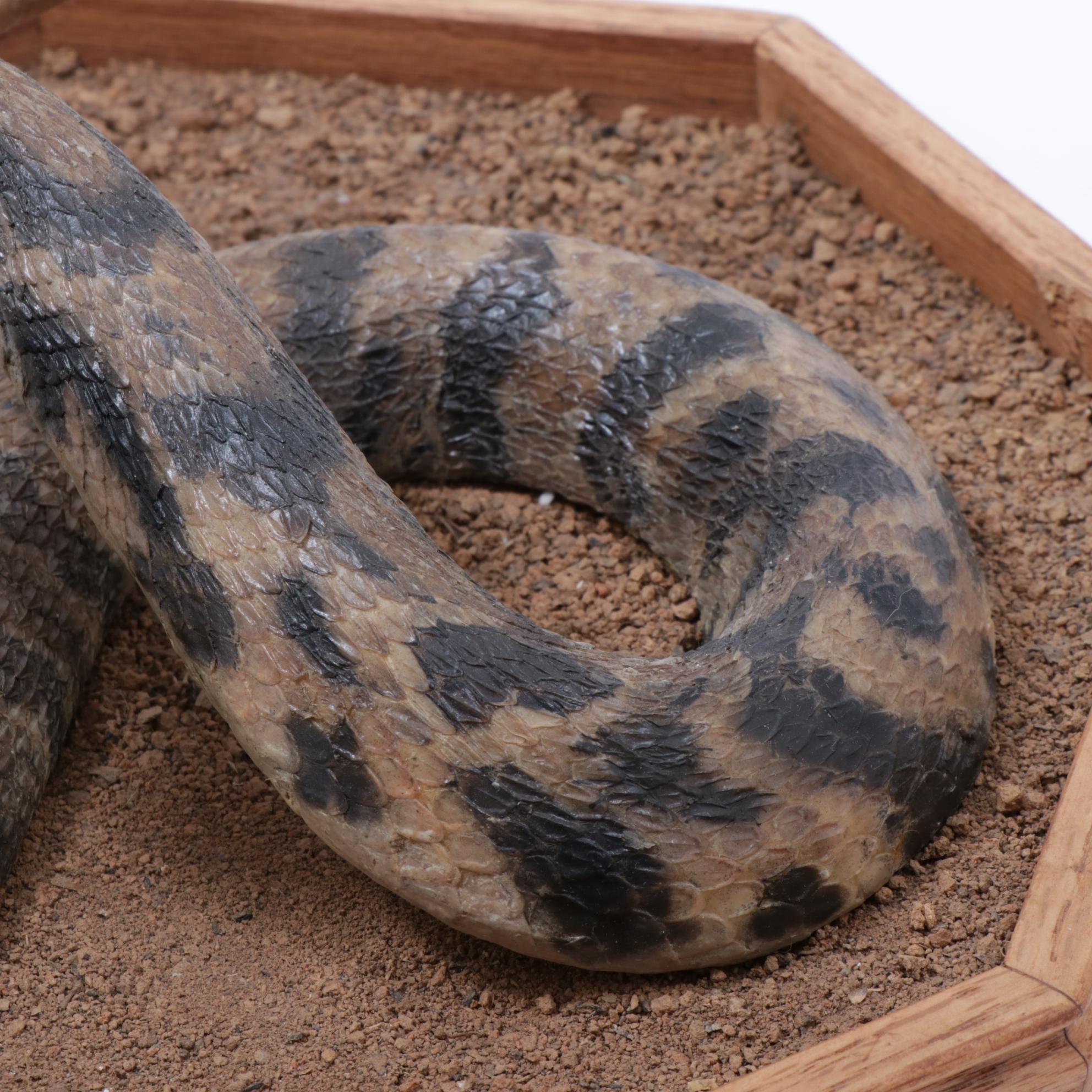 Rattlesnake Full Body Taxidermy Mount in Habitat Scene