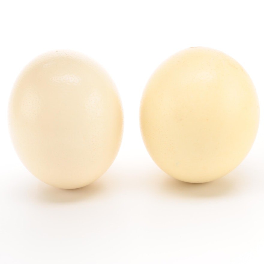 Decorative Osterich Egg Shells, Contemporary