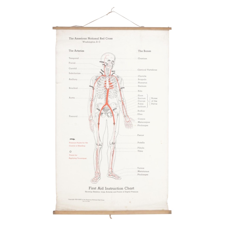 Red Cross First Aid Instruction Anatomical Chart, 1930s