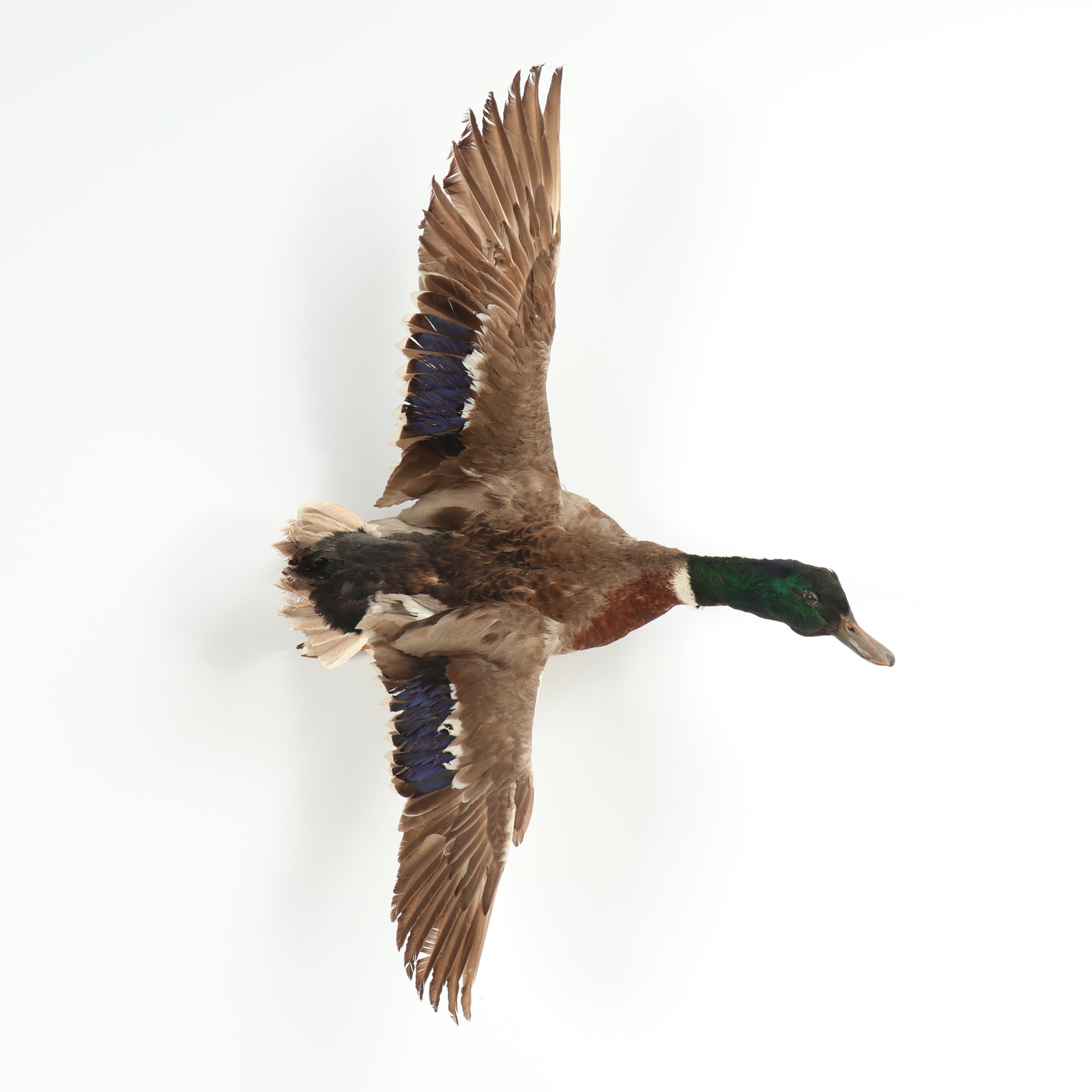 Drake Mallard Full Body Taxidermy Mount