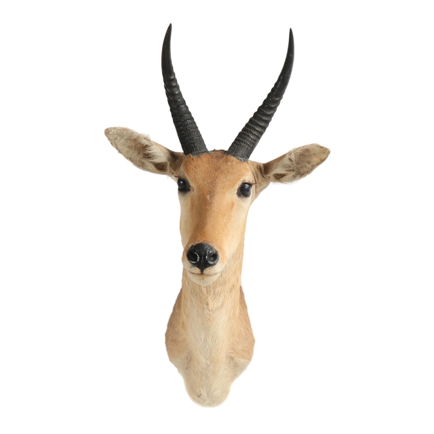 Taxidermy Grant's Gazelle Shoulder Mount