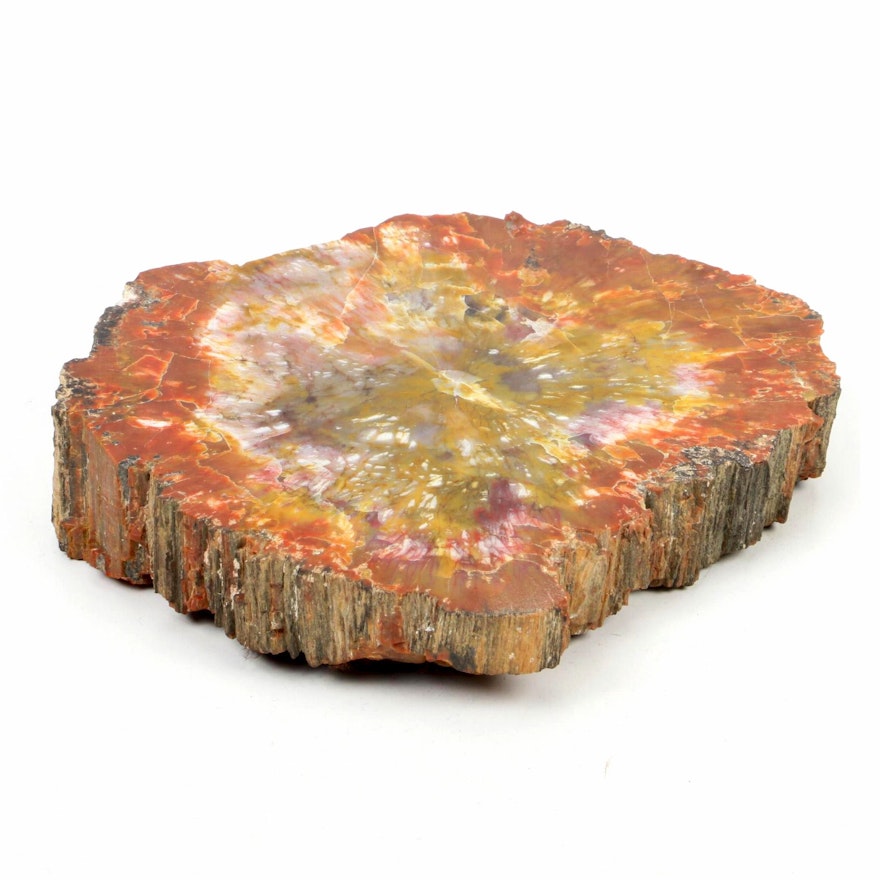 Petrified Wood Slab