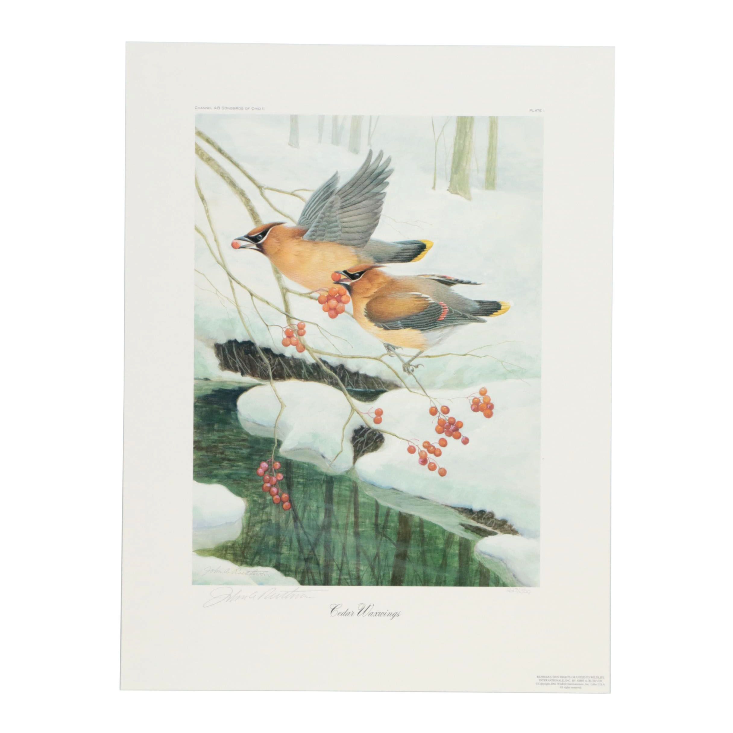 John Ruthven Offset Lithograph "Cedar Waxwings"