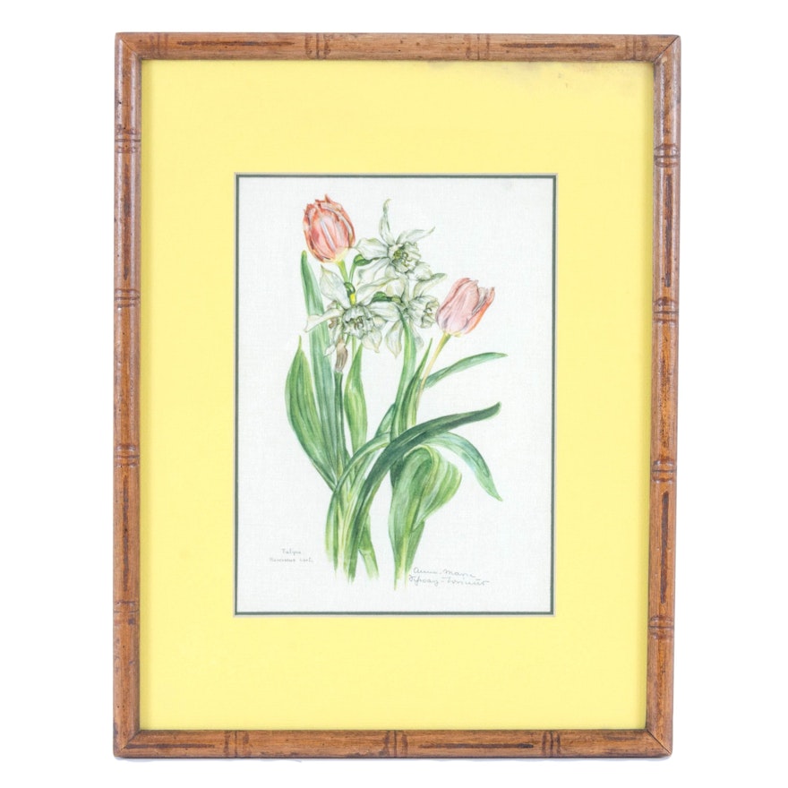 Watercolor Painting "Tulipa, Narcissus Hort."