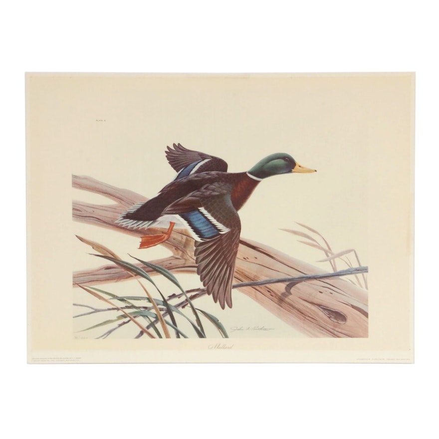 John A. Ruthven Offset Lithograph "Mallard," 1969