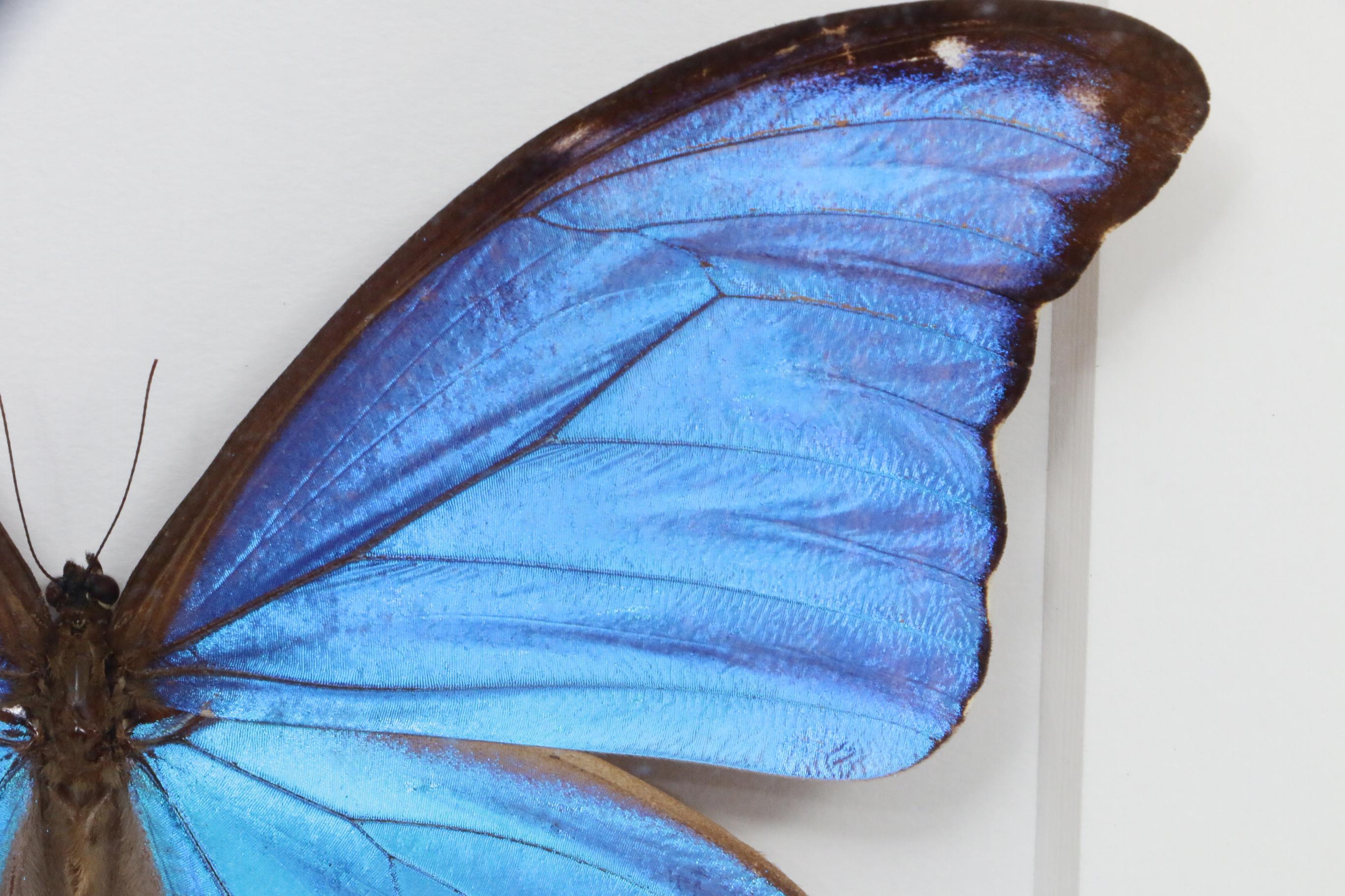 Christopher Marley Mounted Specimen Art "Morpho Didius" Butterfly