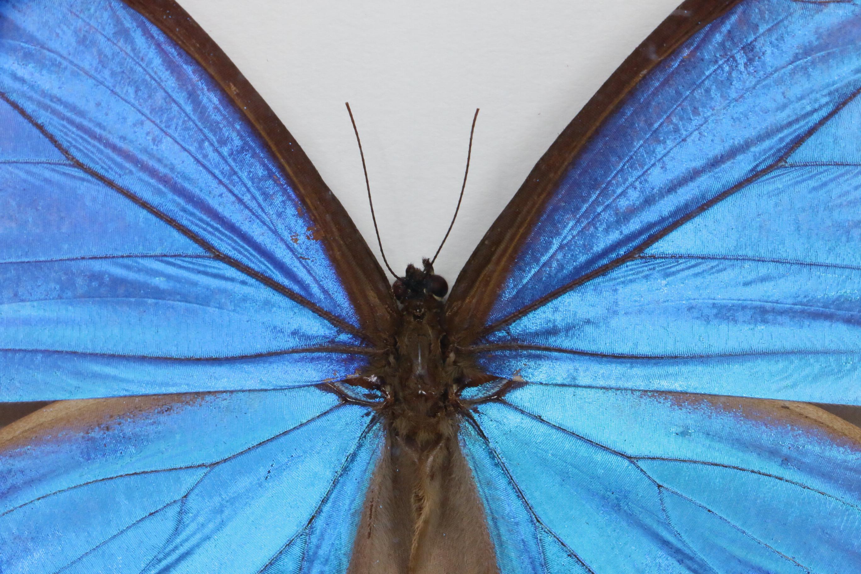 Christopher Marley Mounted Specimen Art "Morpho Didius" Butterfly