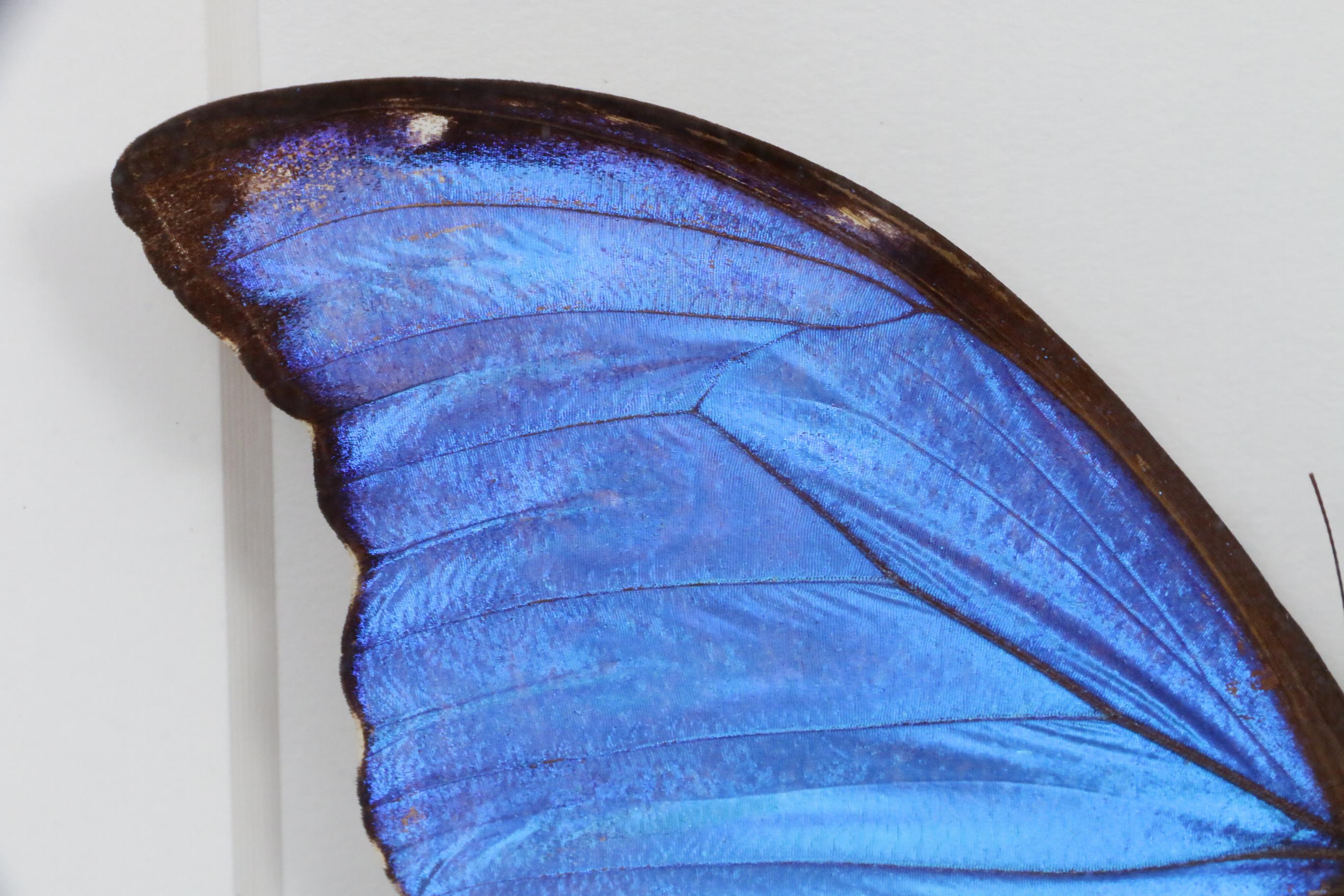 Christopher Marley Mounted Specimen Art "Morpho Didius" Butterfly