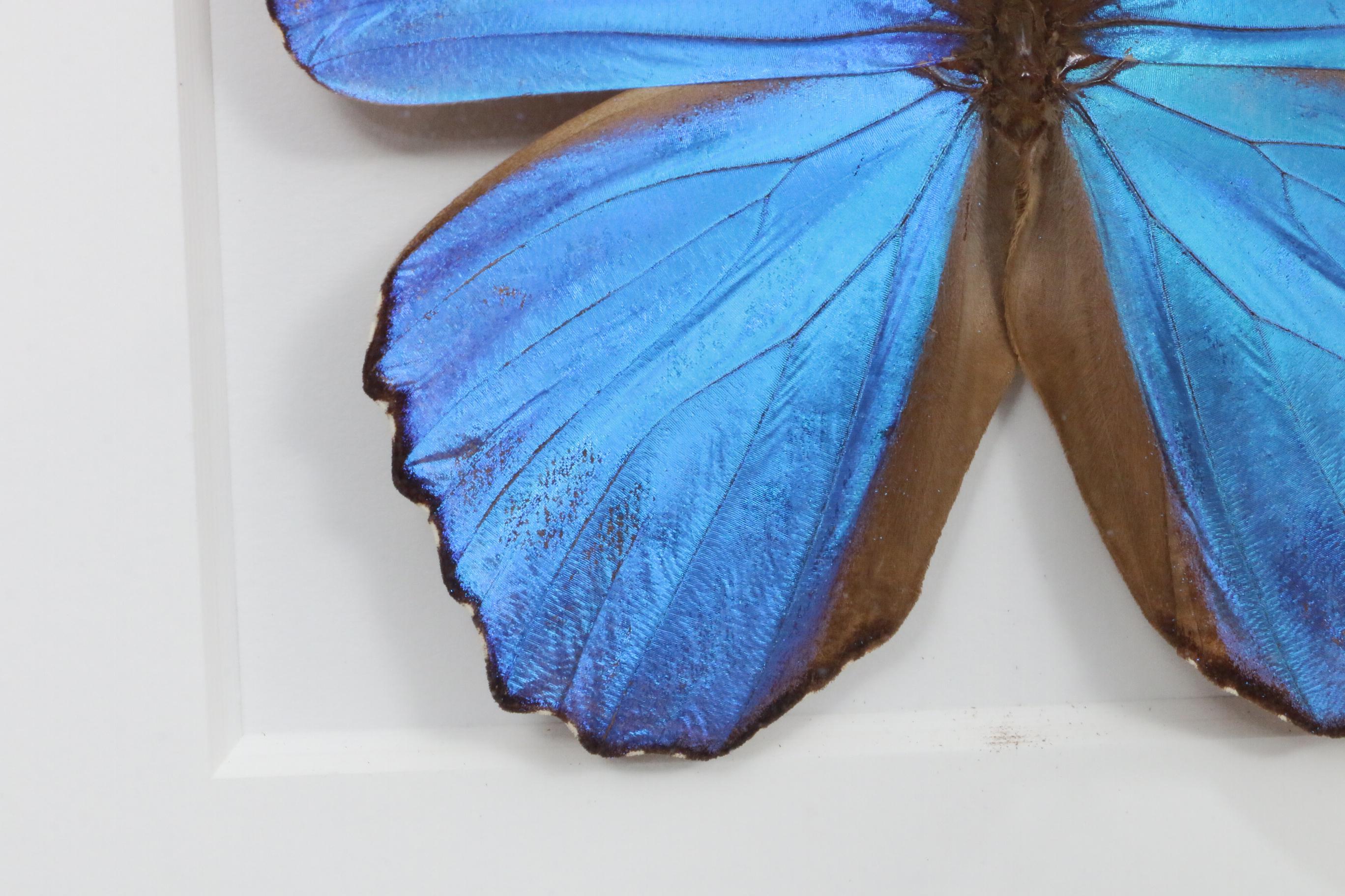 Christopher Marley Mounted Specimen Art "Morpho Didius" Butterfly