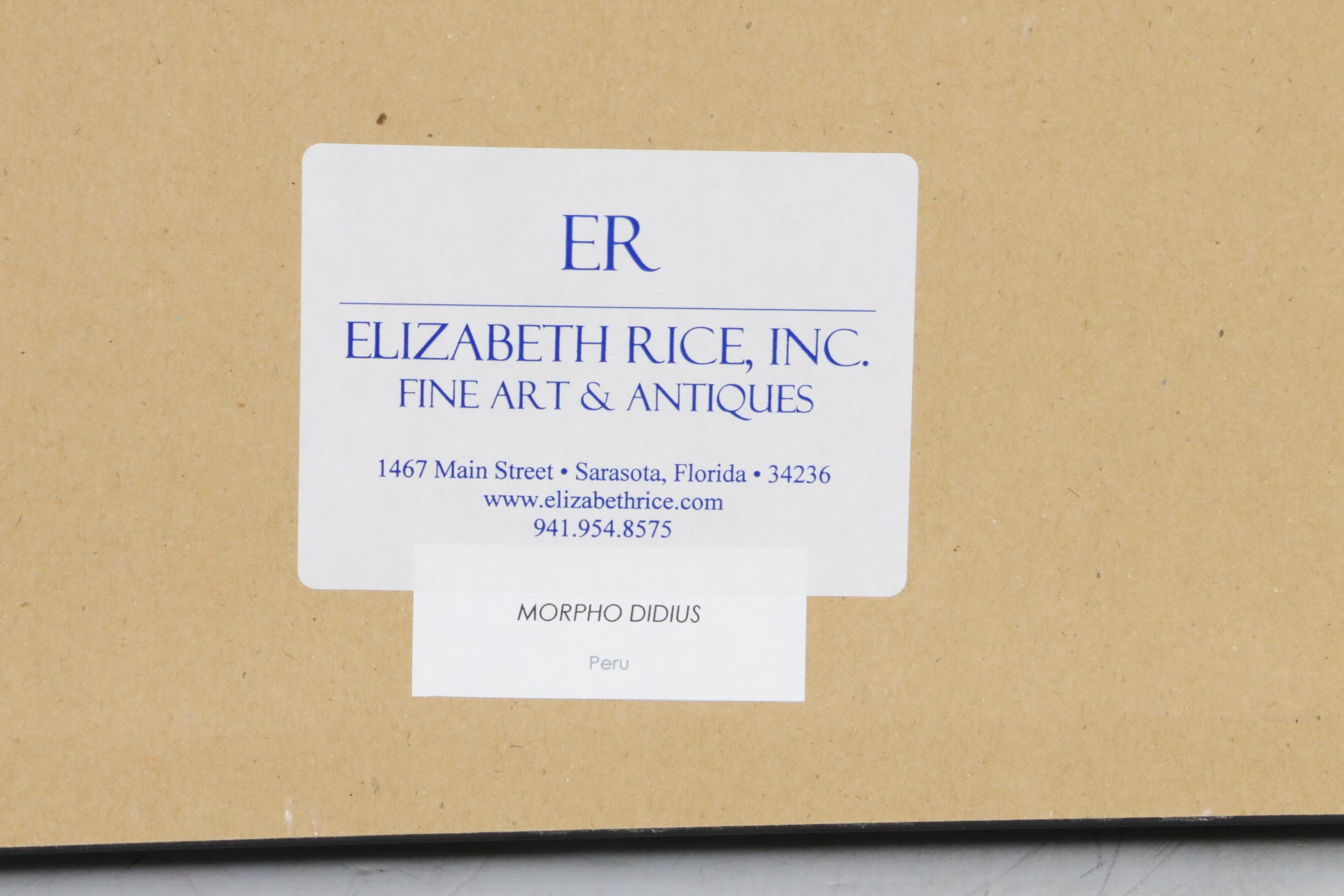 Christopher Marley Mounted Specimen Art "Morpho Didius" Butterfly