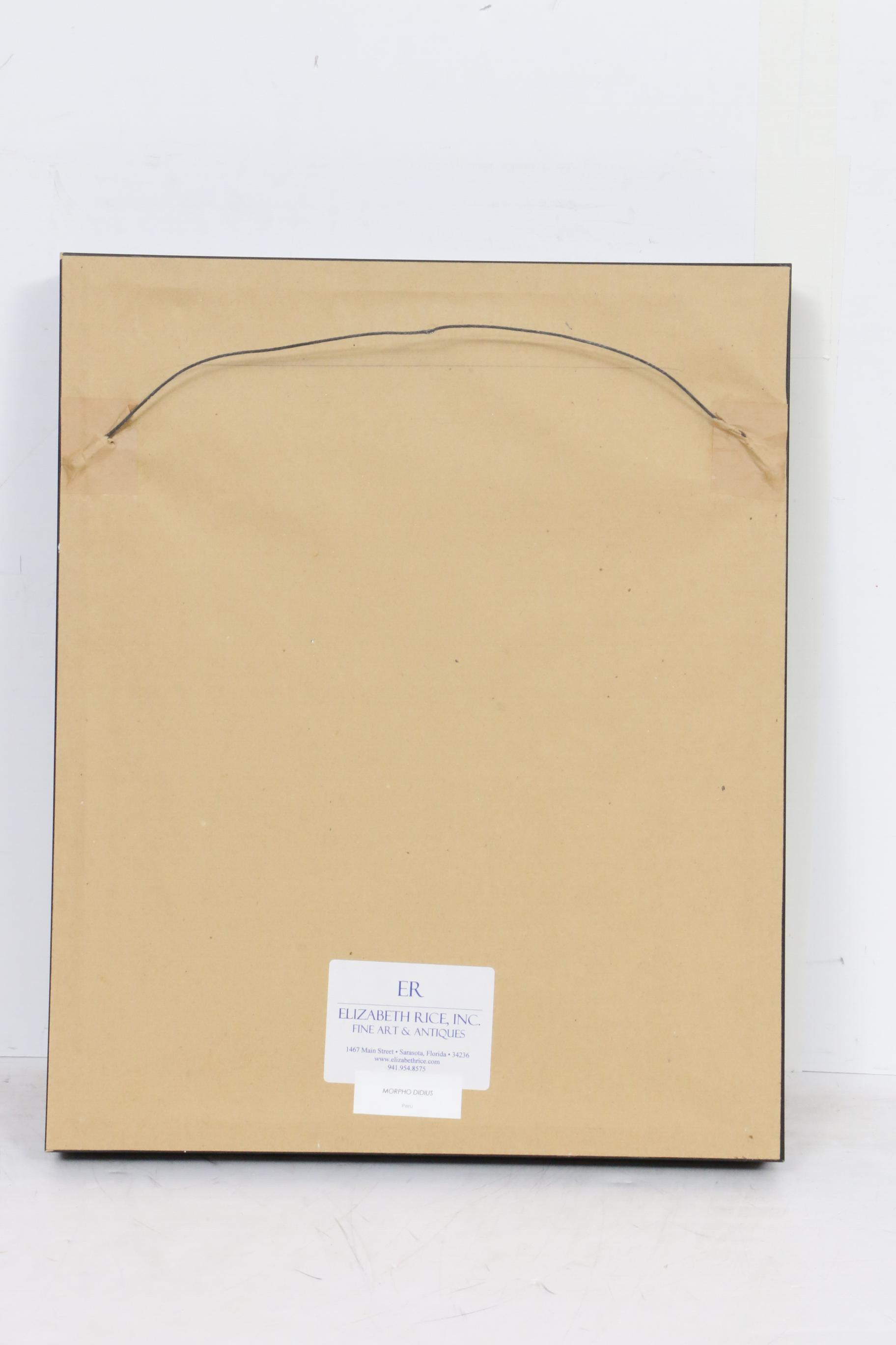 Christopher Marley Mounted Specimen Art "Morpho Didius" Butterfly