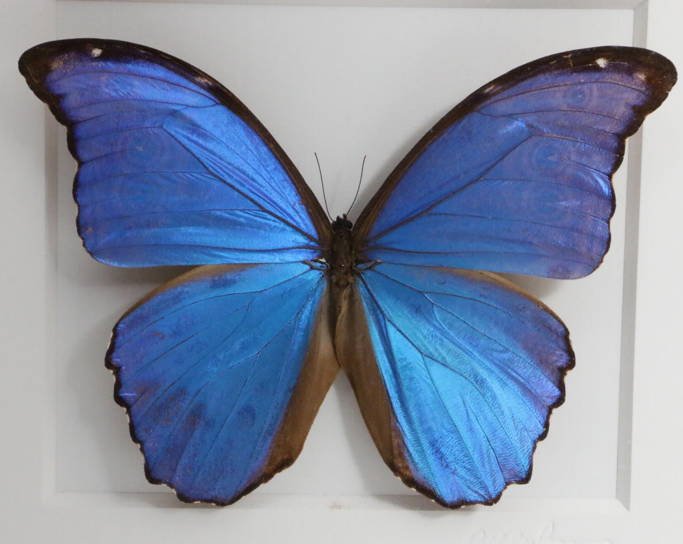 Christopher Marley Mounted Specimen Art "Morpho Didius" Butterfly