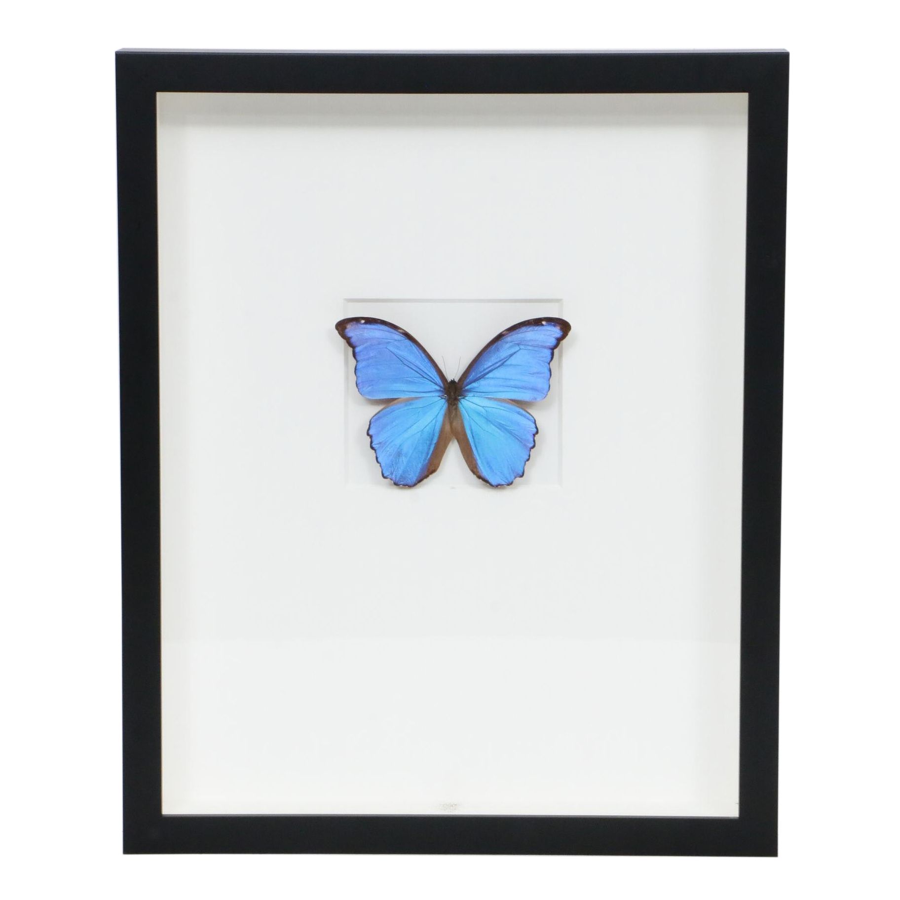Christopher Marley Mounted Specimen Art "Morpho Didius" Butterfly
