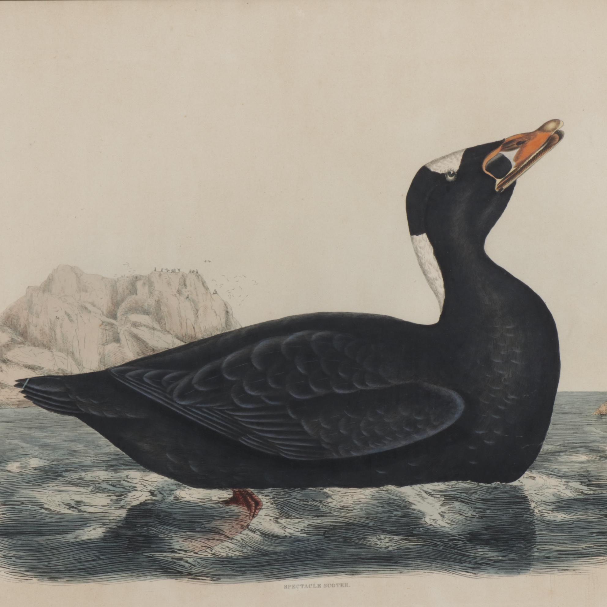 Prideaux John Selby Hand-Colored Engraving "Spectacle Scoter"
