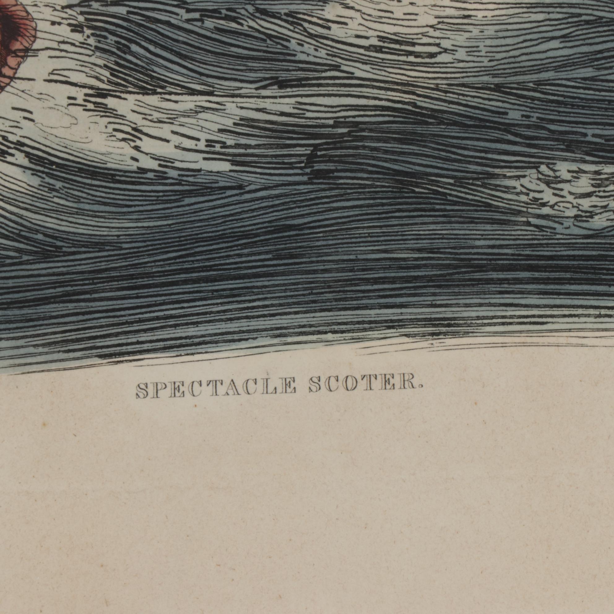 Prideaux John Selby Hand-Colored Engraving "Spectacle Scoter"
