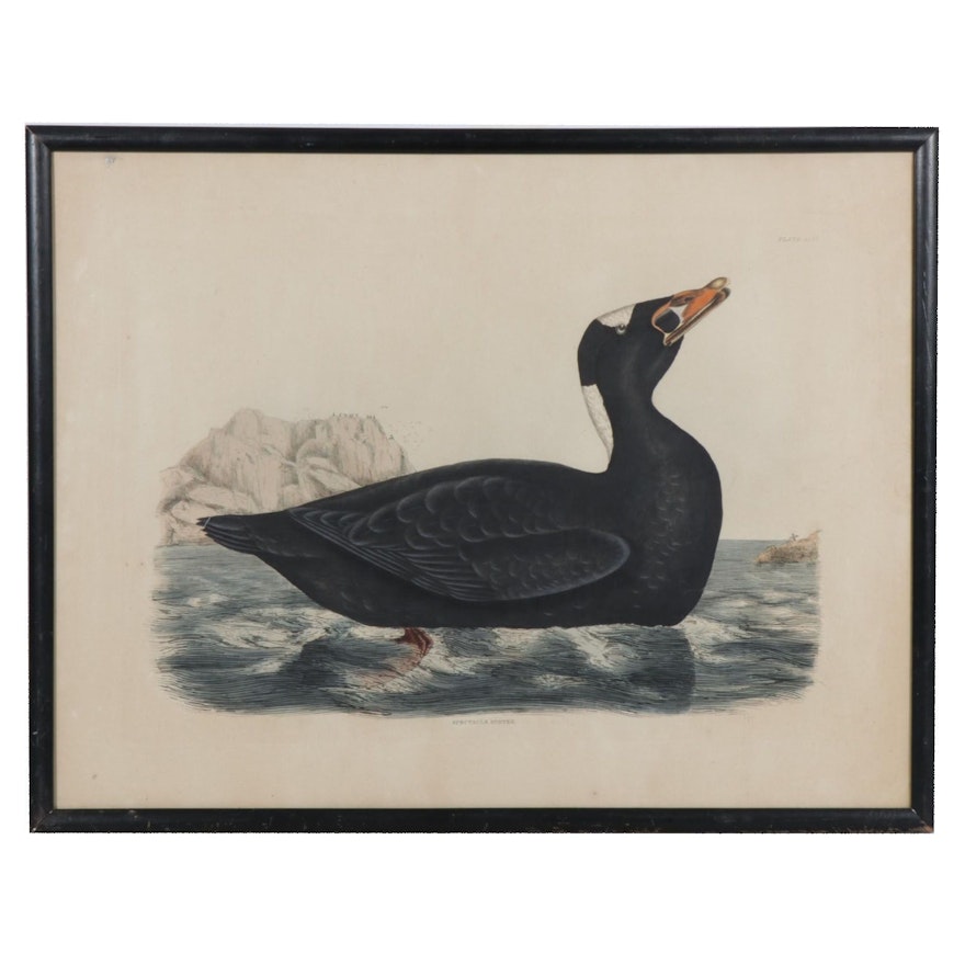Prideaux John Selby Hand-Colored Engraving "Spectacle Scoter"