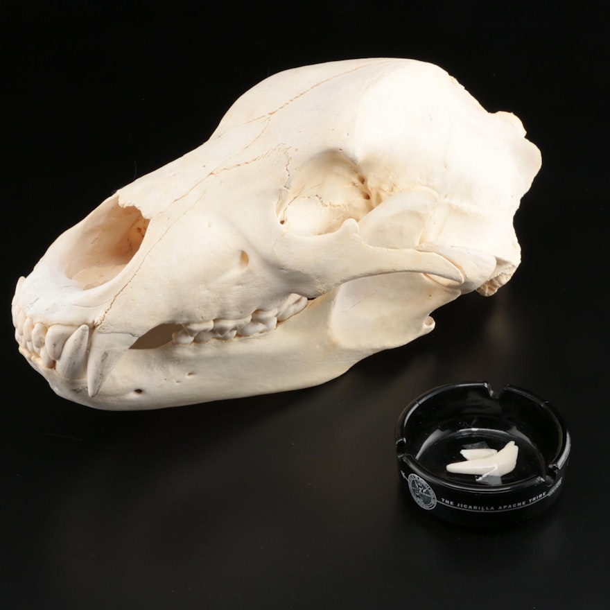 Black Bear Skull with Jicarilla Apache Tribe Ash Receiver