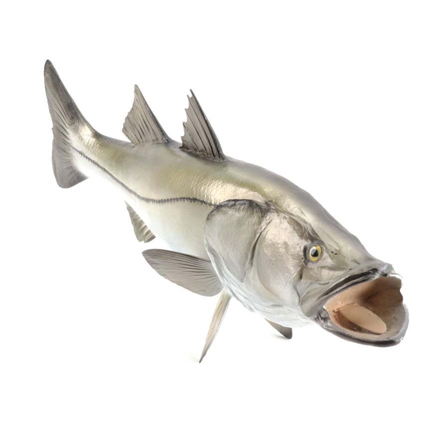 Snook Fish Taxidermy Mount