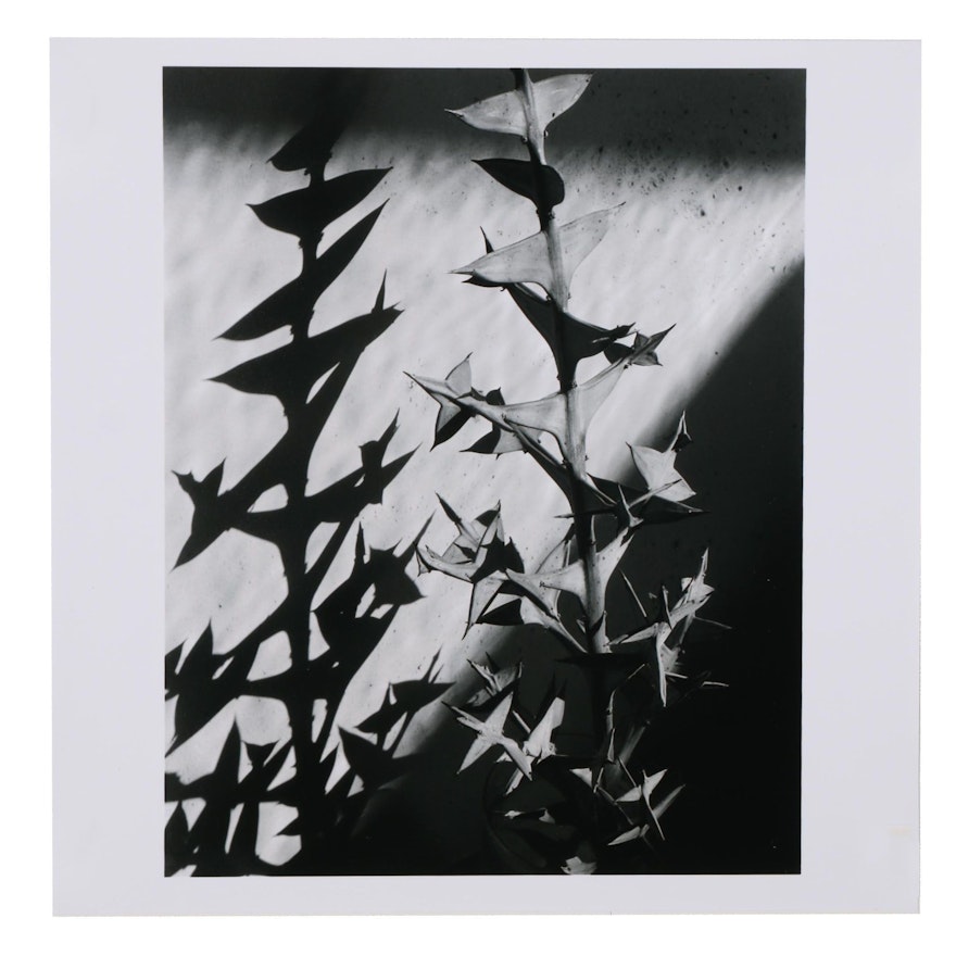 Imogen Cunningham Posthumous Digital Reprint "Colletia Cruciata 2. 1929."