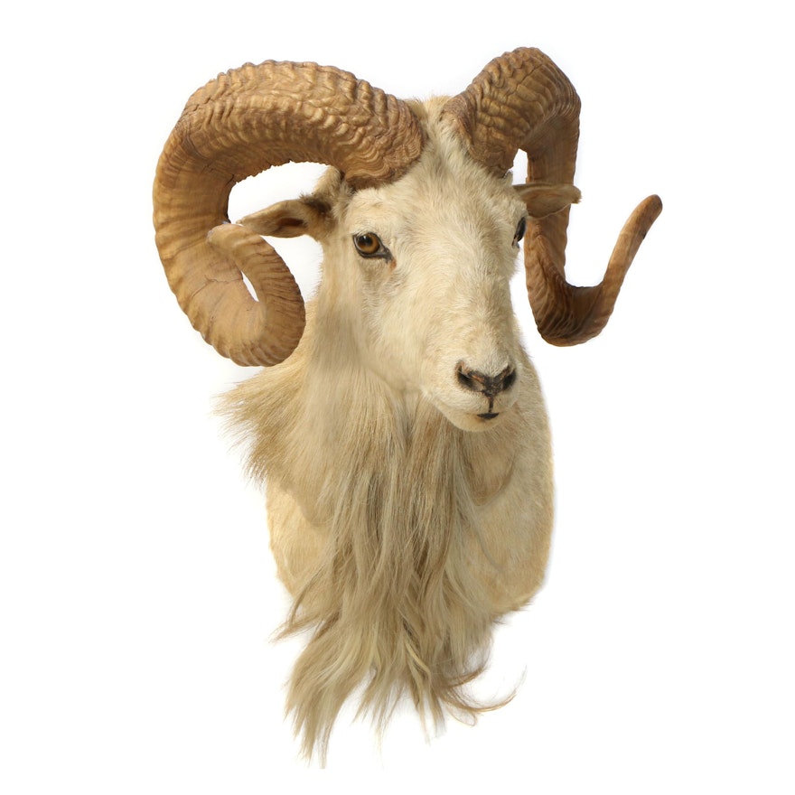 Taxidermy Shoulder Mount of Dall Sheep, Mid 20th Century