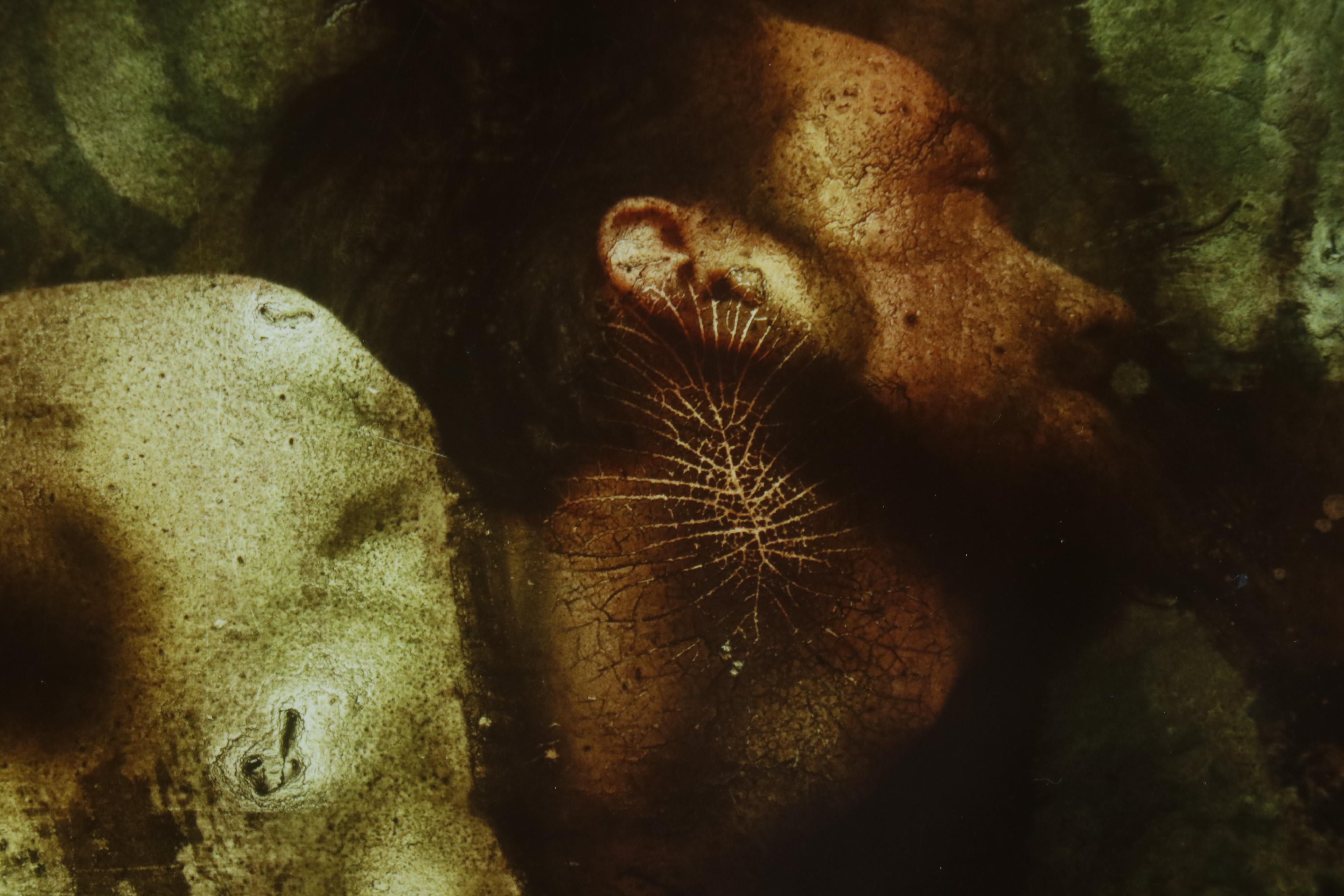 Barbara Hershey Abstract Figural Cliché Verre Photograph "The Fragility of Life"