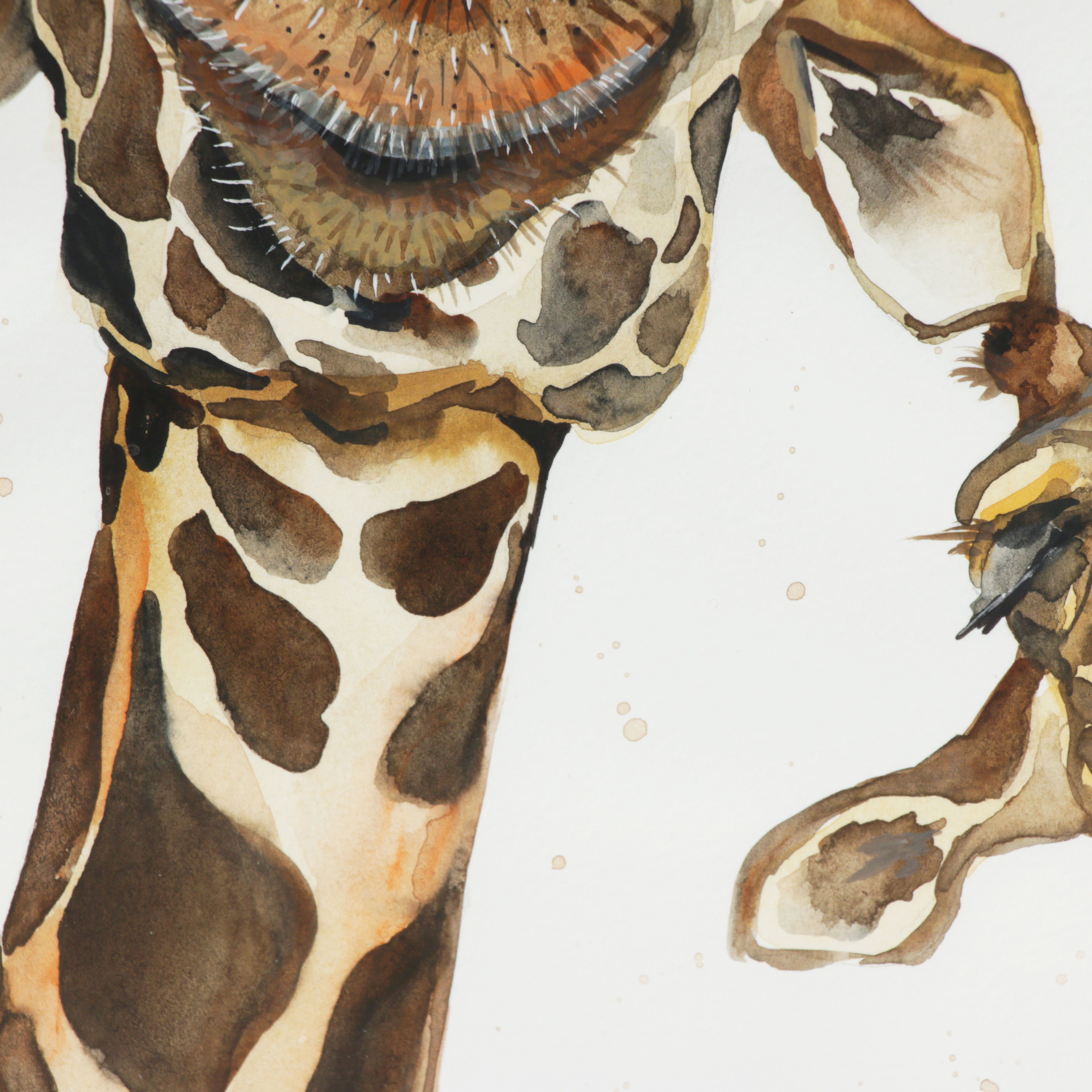 Watercolor Painting of Giraffes