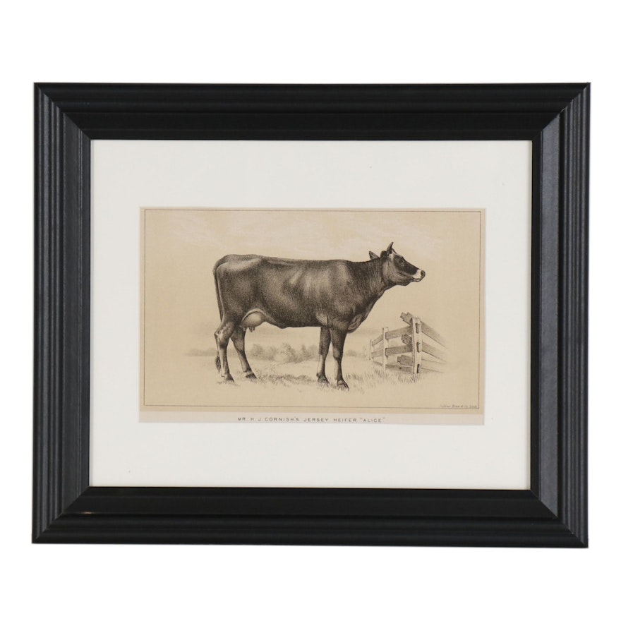 Lithographic Cow Plate from U.S. Consular Reports, Cattle and Dairy, 1888