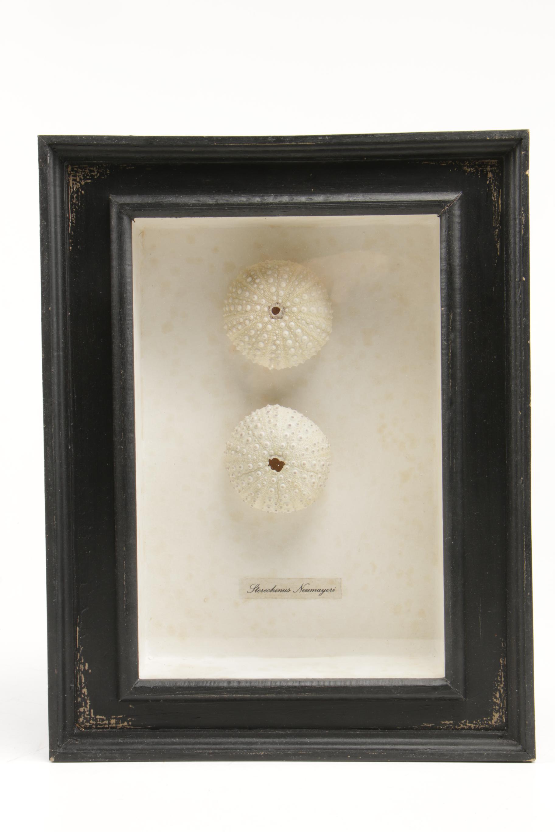 Seashell Specimens in Shadow Box Frames