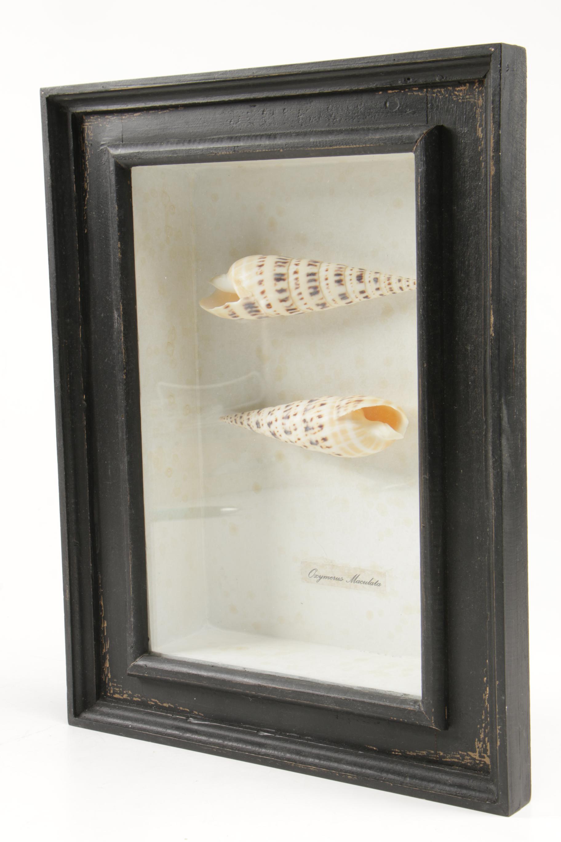 Seashell Specimens in Shadow Box Frames