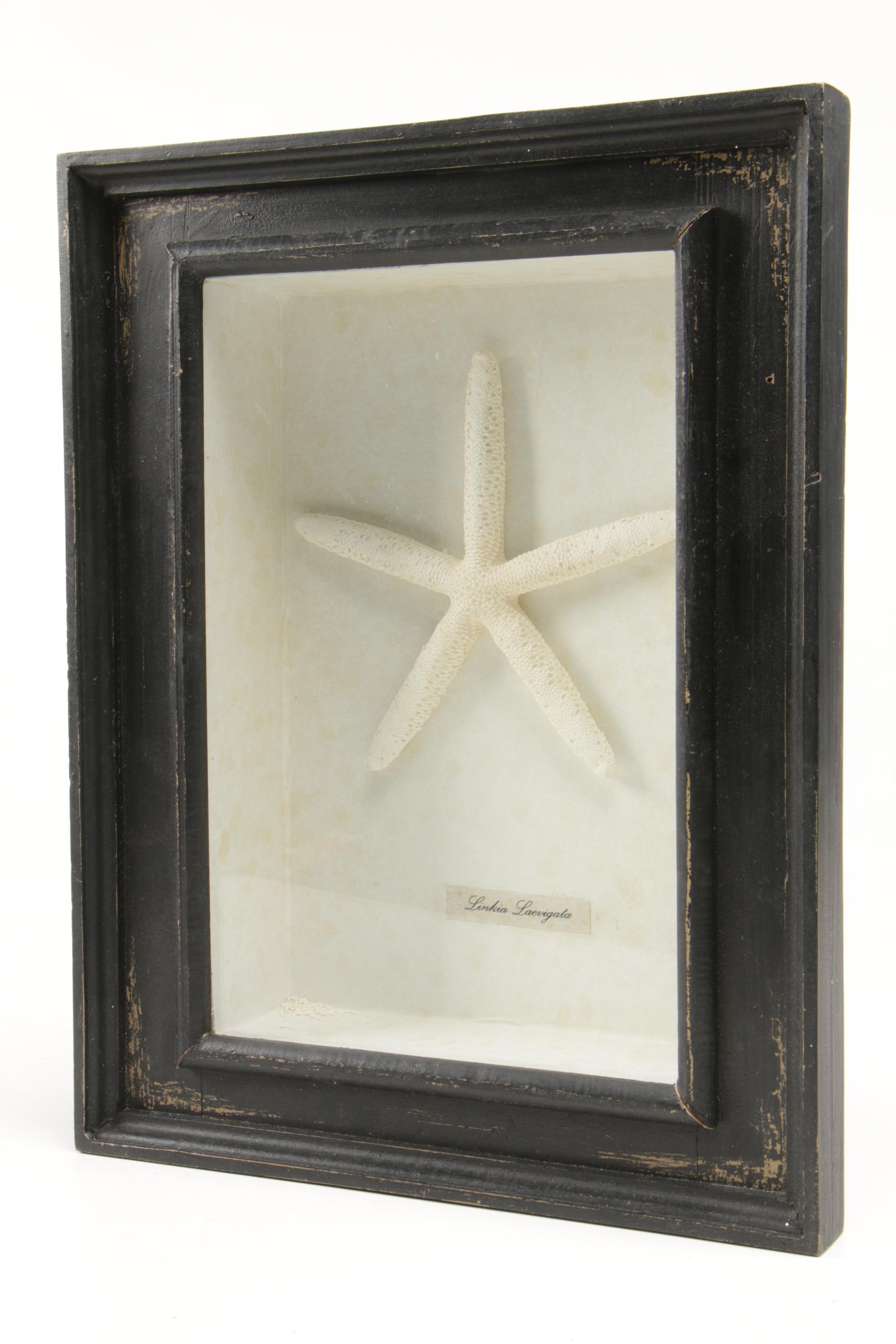 Seashell Specimens in Shadow Box Frames