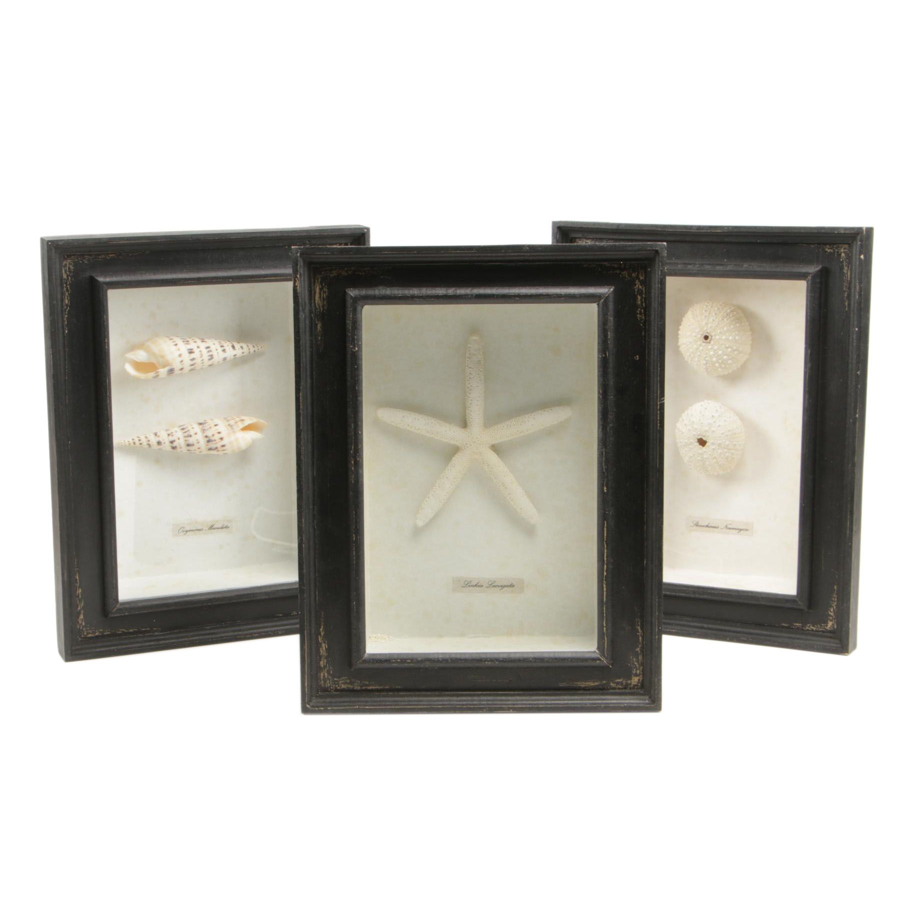 Seashell Specimens in Shadow Box Frames