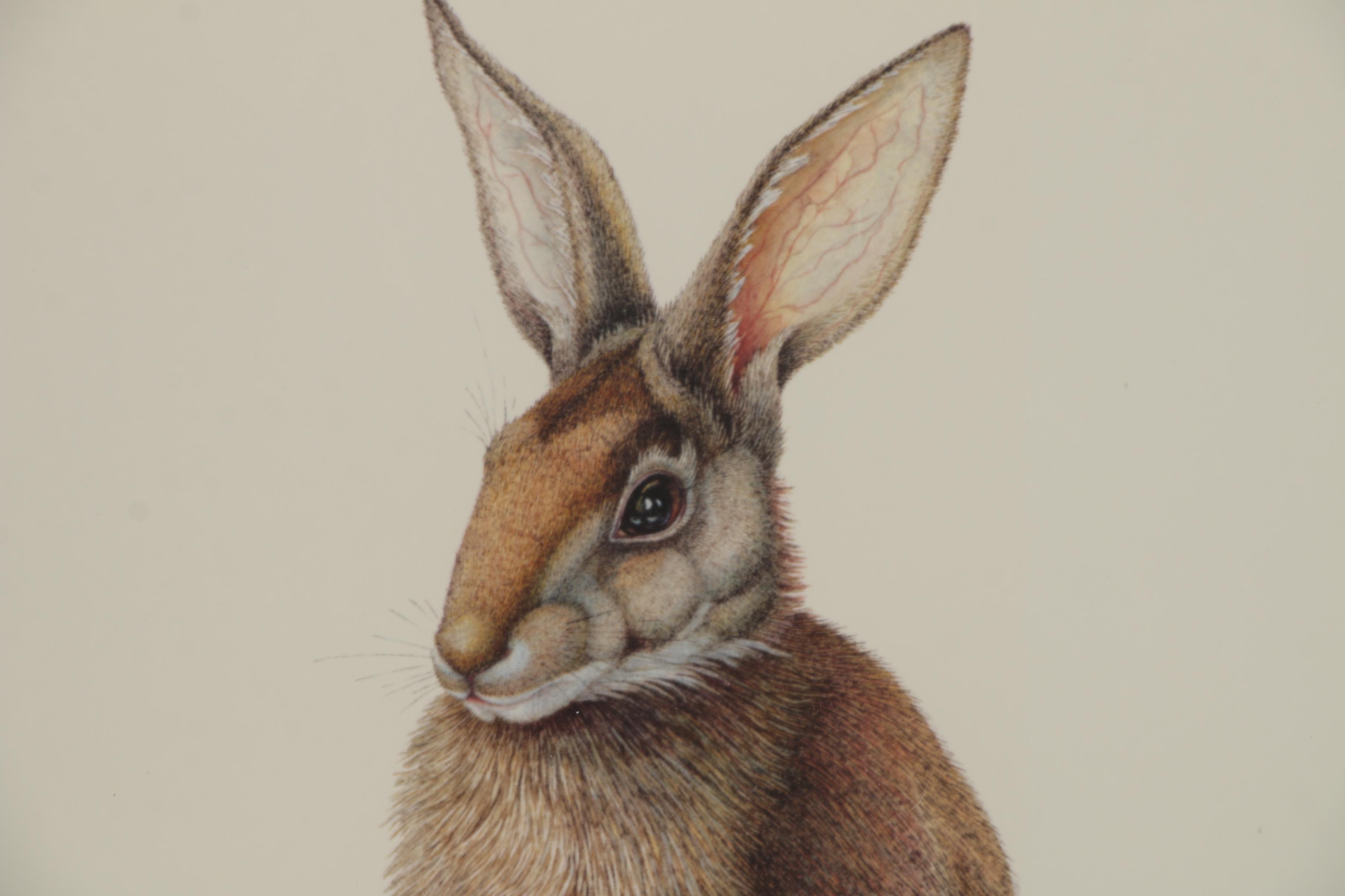 Sallie Ellington Middleton Offset Lithograph "Eastern Cottontail", 1972