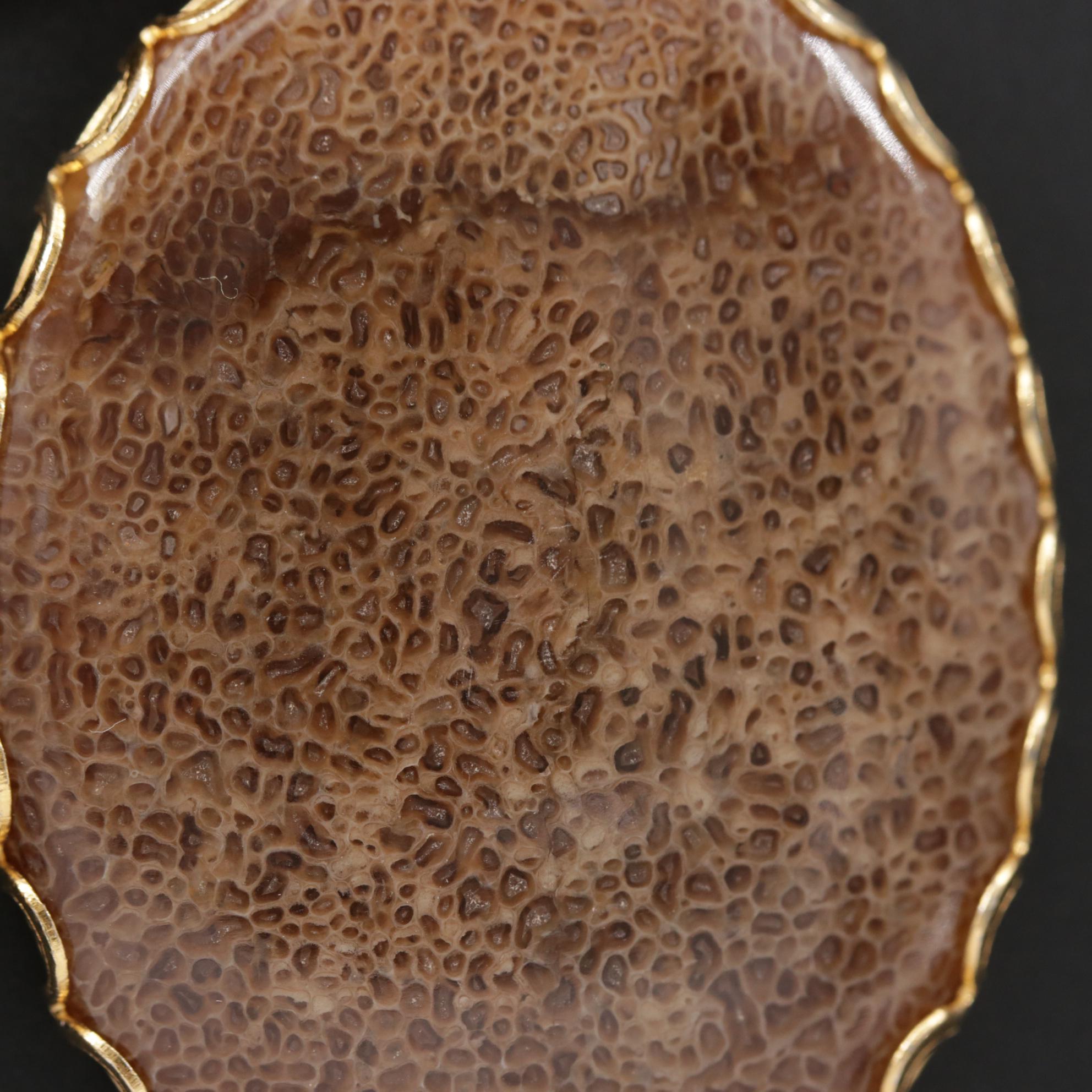 Framed Oval Petrified Wood and Fossilized Bone Cabochon Mineral Specimens