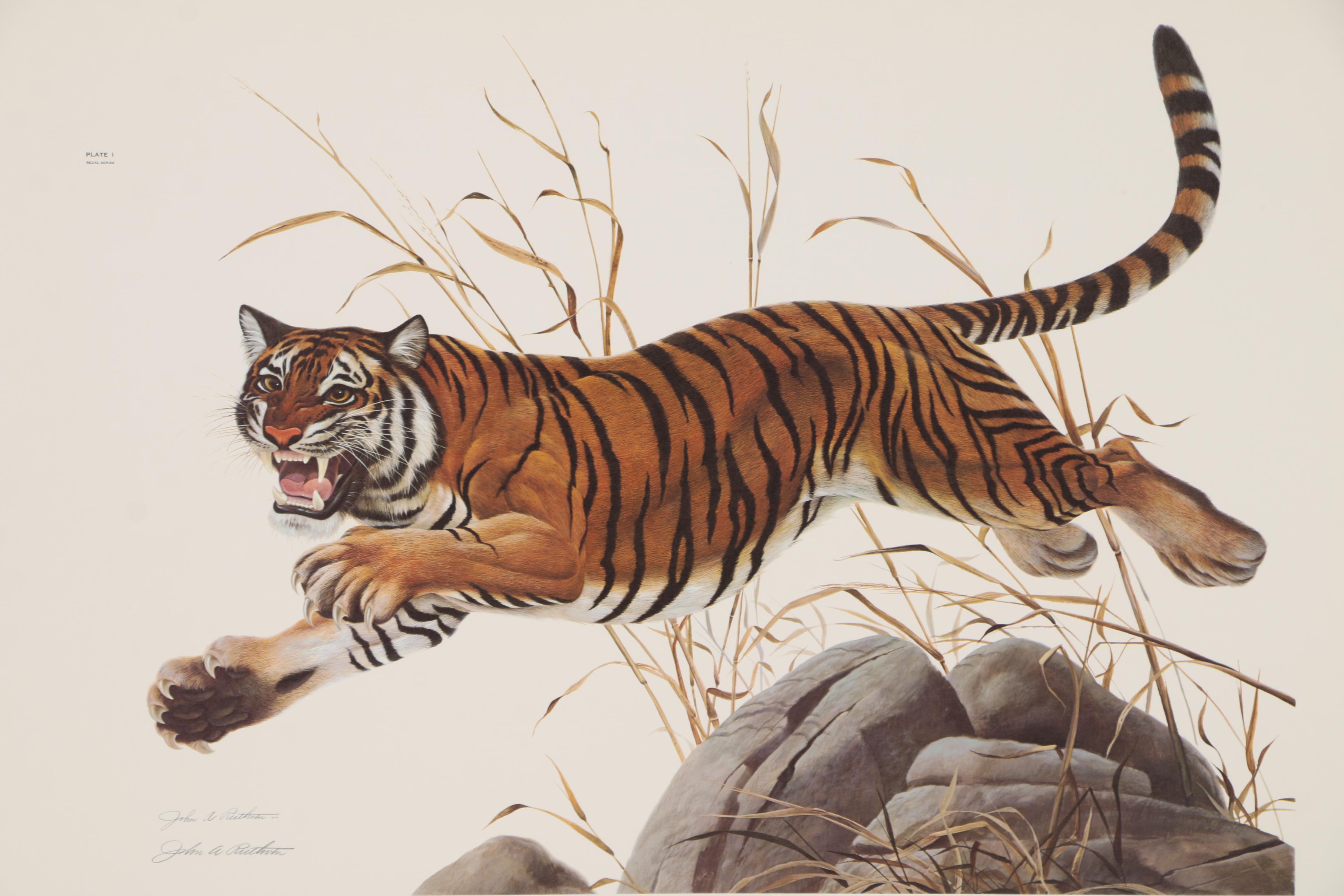 John Ruthven Offset Lithograph "Bengal Tiger"
