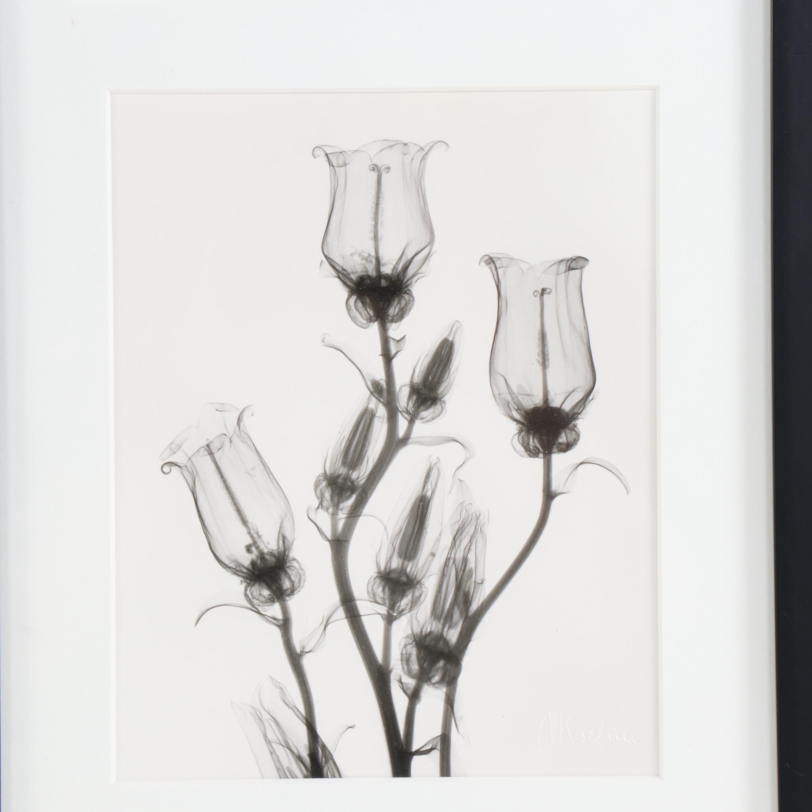 Albert Koetsier X-Ray Photograph "Canterbury Bells"