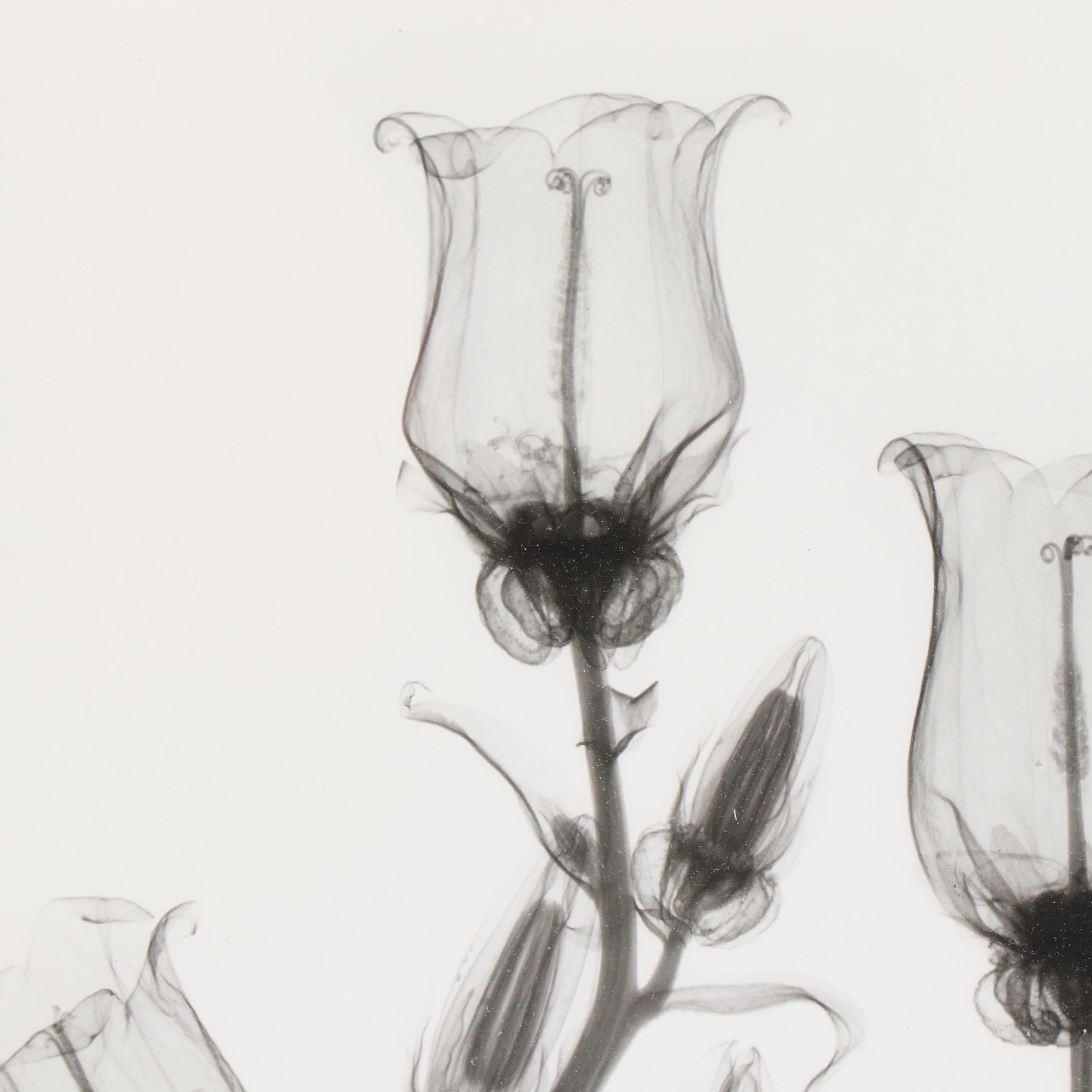 Albert Koetsier X-Ray Photograph "Canterbury Bells"
