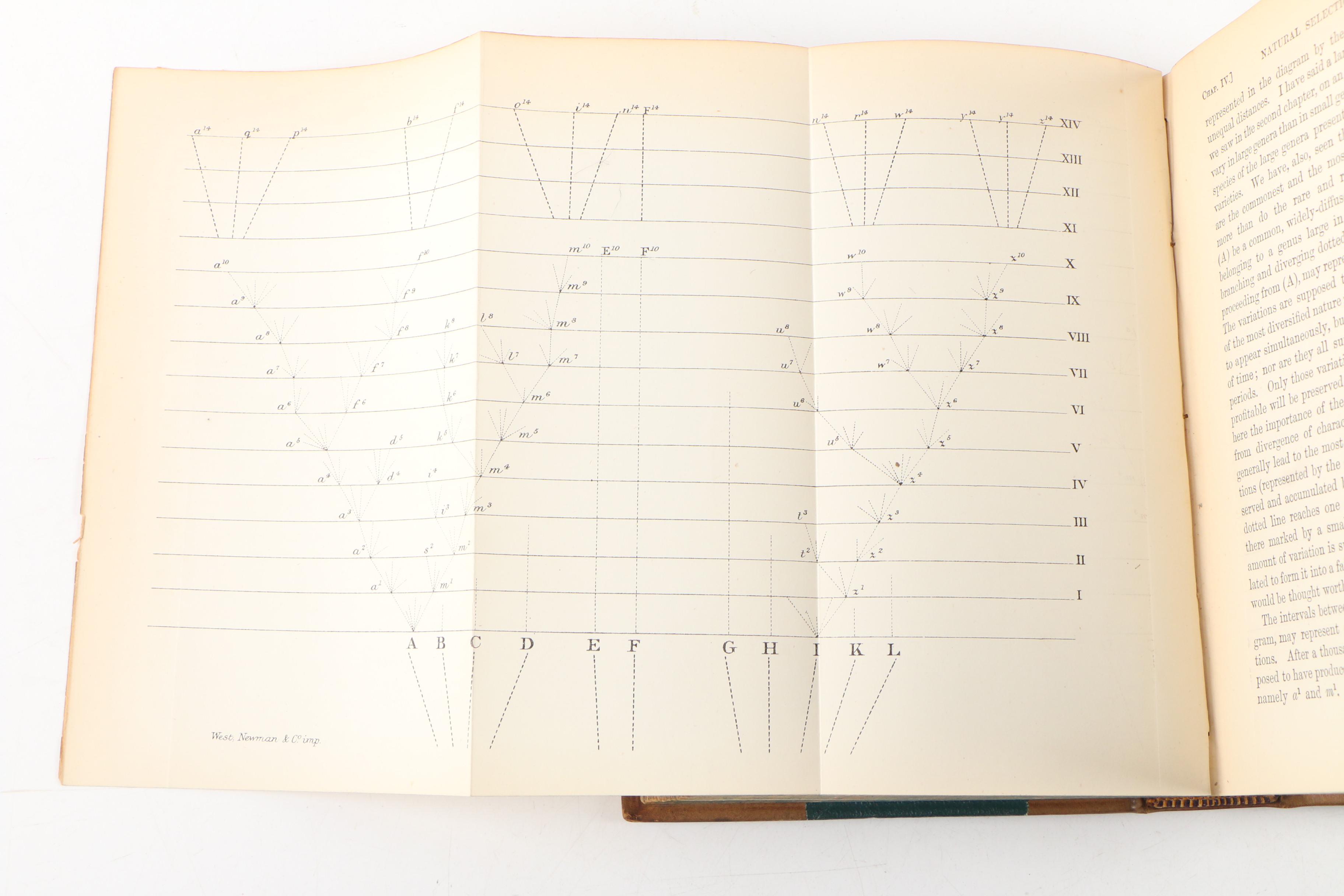 1890 "The Origin of Species" by Charles Darwin, Finely Bound Two-Volume Set