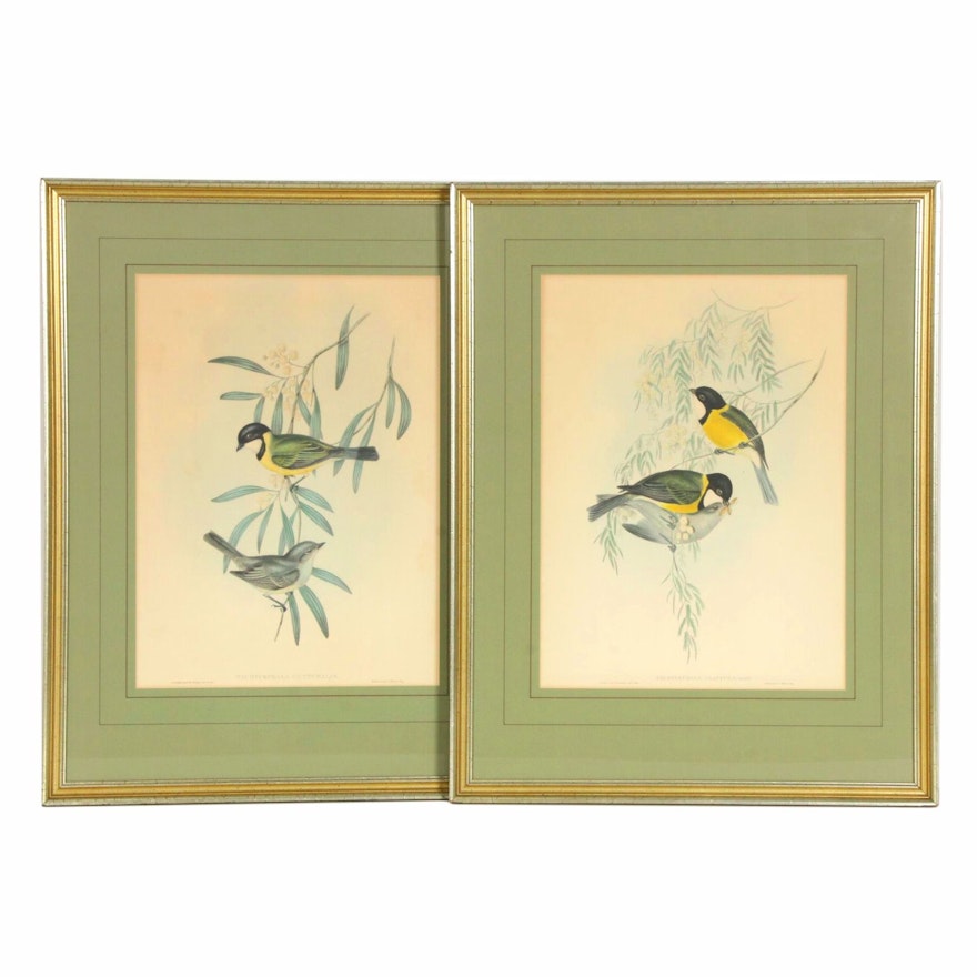 Hand-Colored Lithographs after John Gould, Late 19th to Early 20th Century