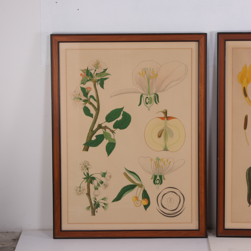Hand-Colored Botanical Lithographs, Late 19th to Early 20th Century