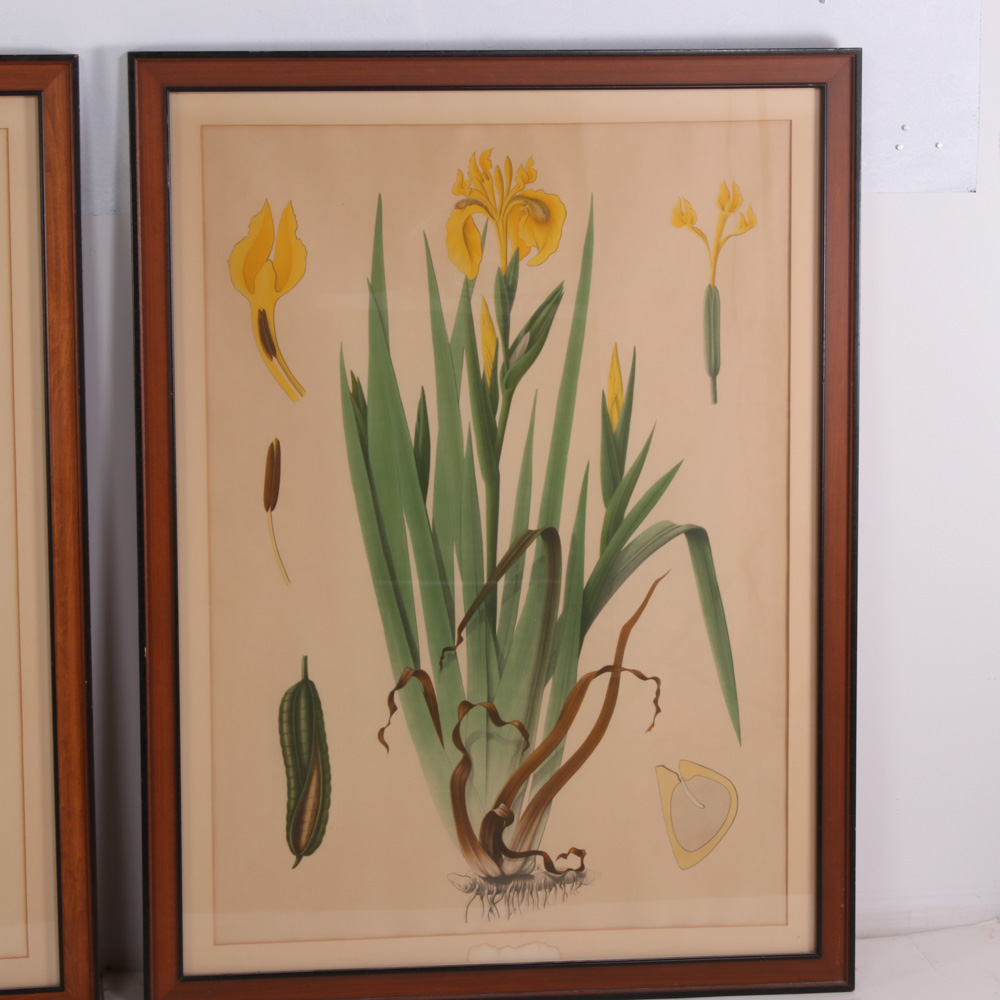 Hand-Colored Botanical Lithographs, Late 19th to Early 20th Century